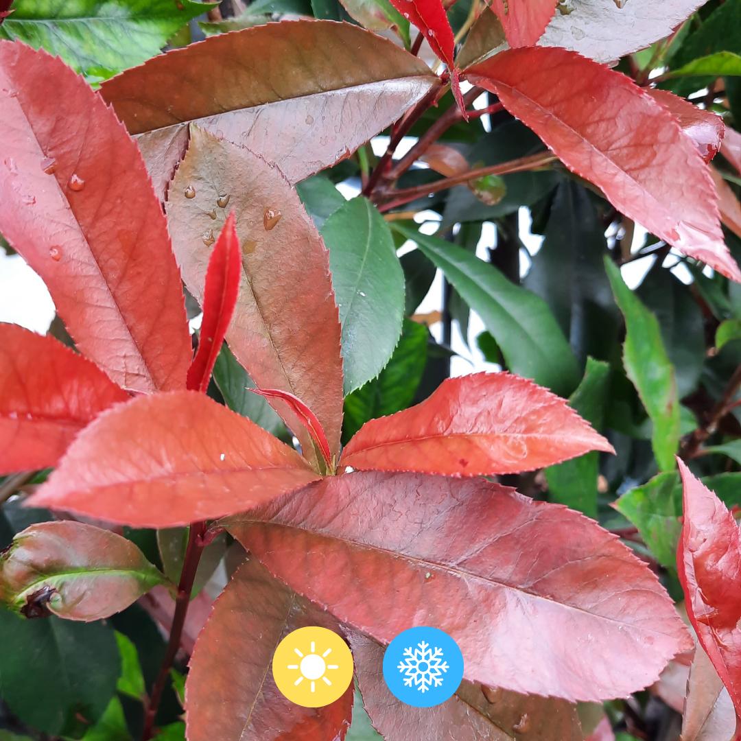 Photinia Fraseri 'Carré Rouge' - Glanzmispel - Fertighecke - 120 x 40 x 180 cm