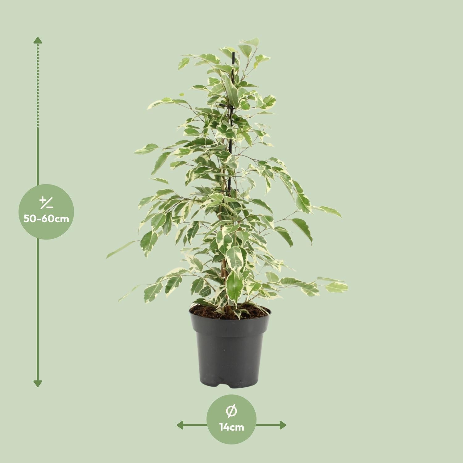 Birkenfeige - Ficus Benjamina Twilight - Ø14cm - ↕55cm