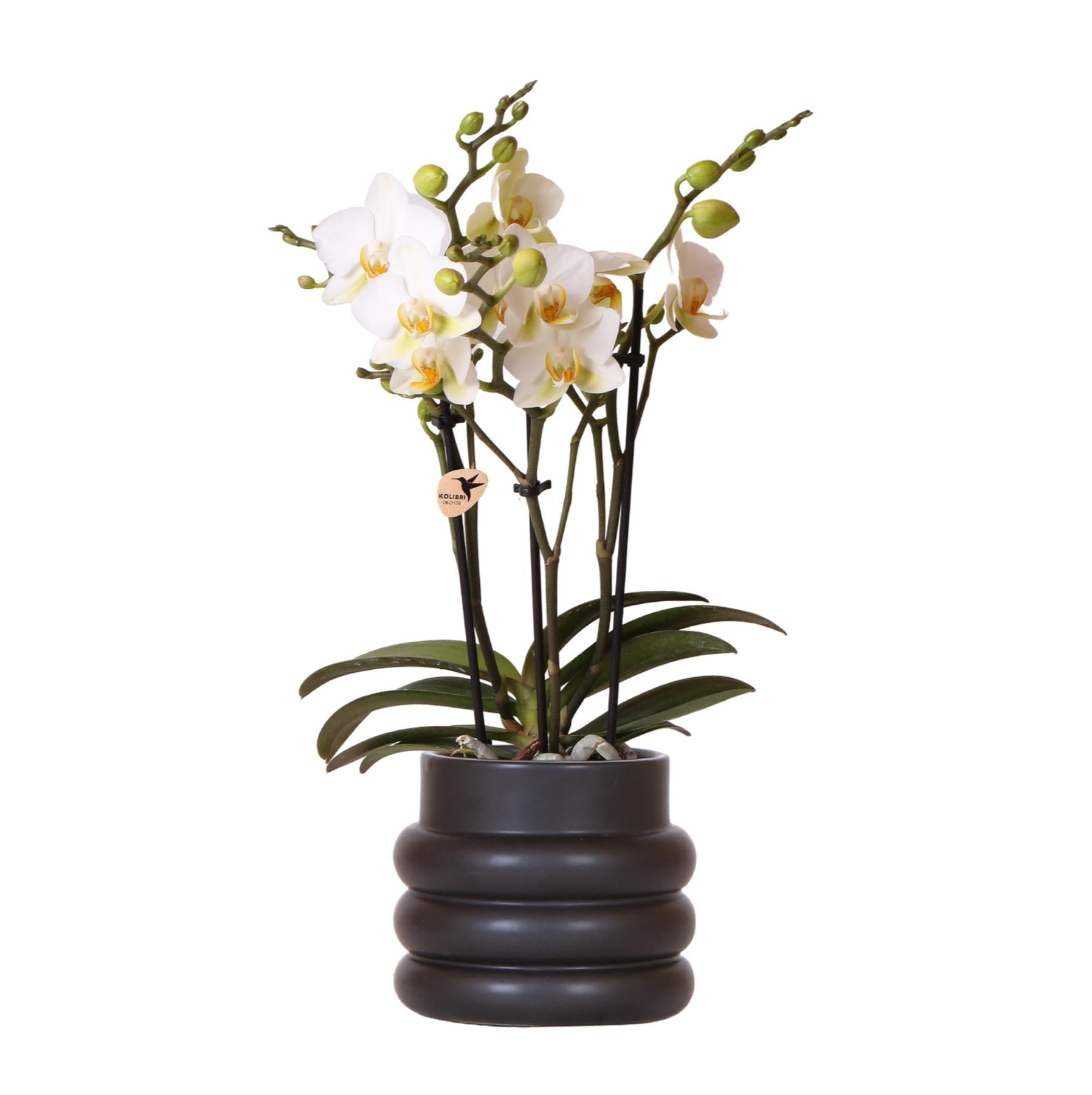 Orchidee Weiße Phalaenopsis Lausanne + Blumentopf schwarz- Topfgröße Ø9cm | blühende Zimmerpflanze - frisch vom Züchter