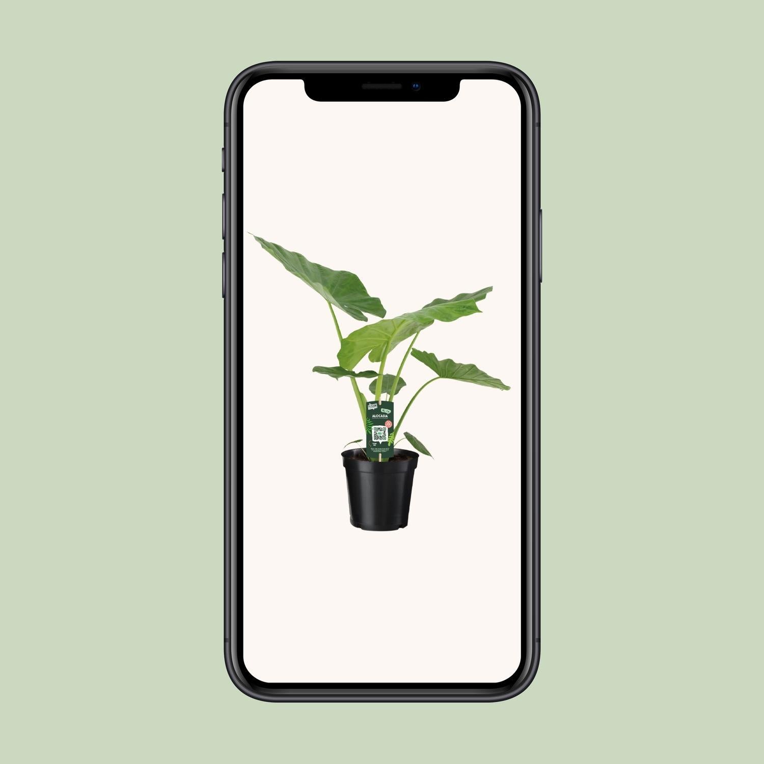 Riesen-Elefanten-Ohr oder Giant Taro - Alocasia Macrorrhiza - Ø19cm - ↕70cm