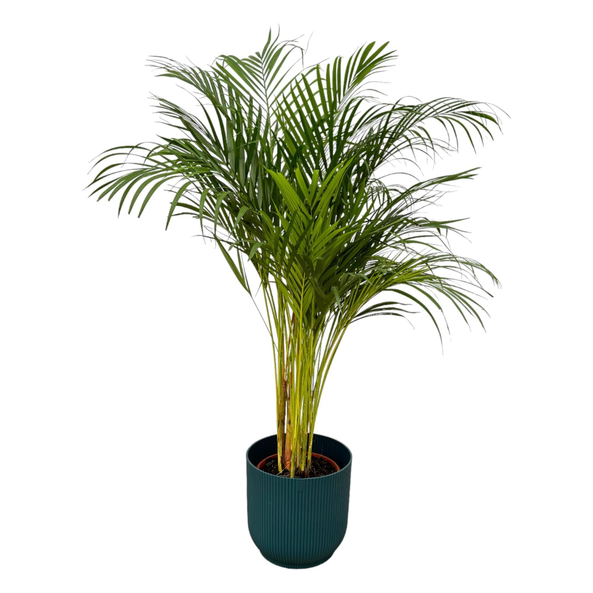 Areca palm - ↨130cm - Ø24cm inclusief elho Vibes Fold Rond blauw D30xH27