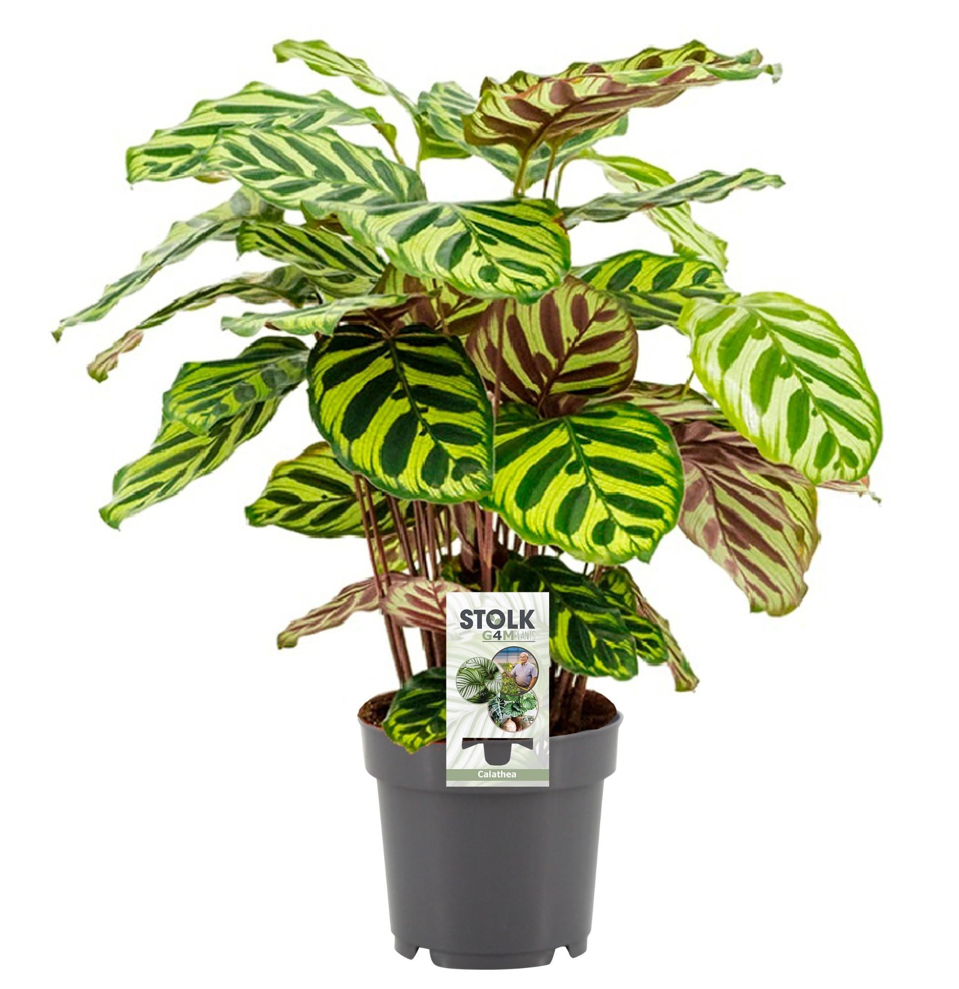 Pfauenpflanze - Calathea Makoyana - Ø14cm - ↕45cm