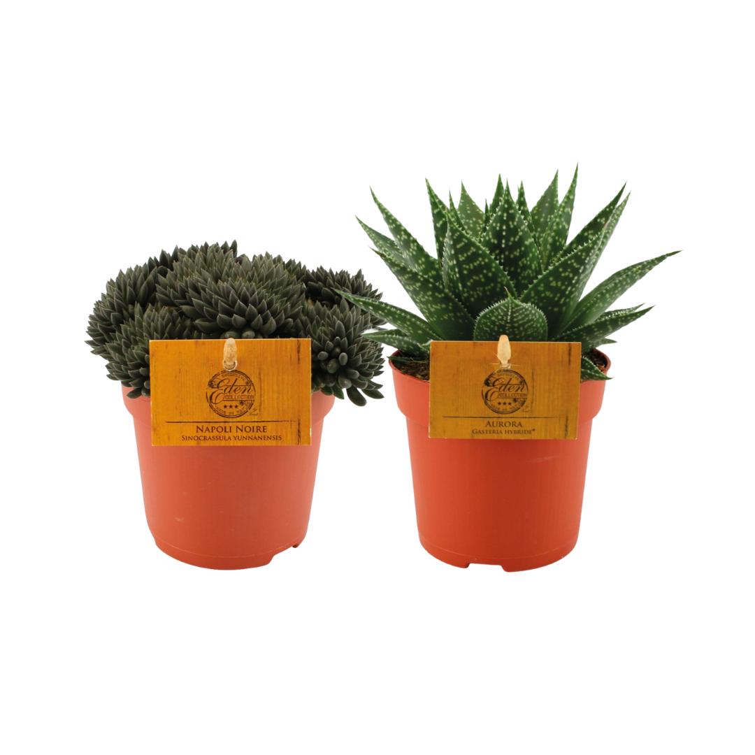 Succulentenduo - 2 stuks - Ø10,5cm - ↕15cm