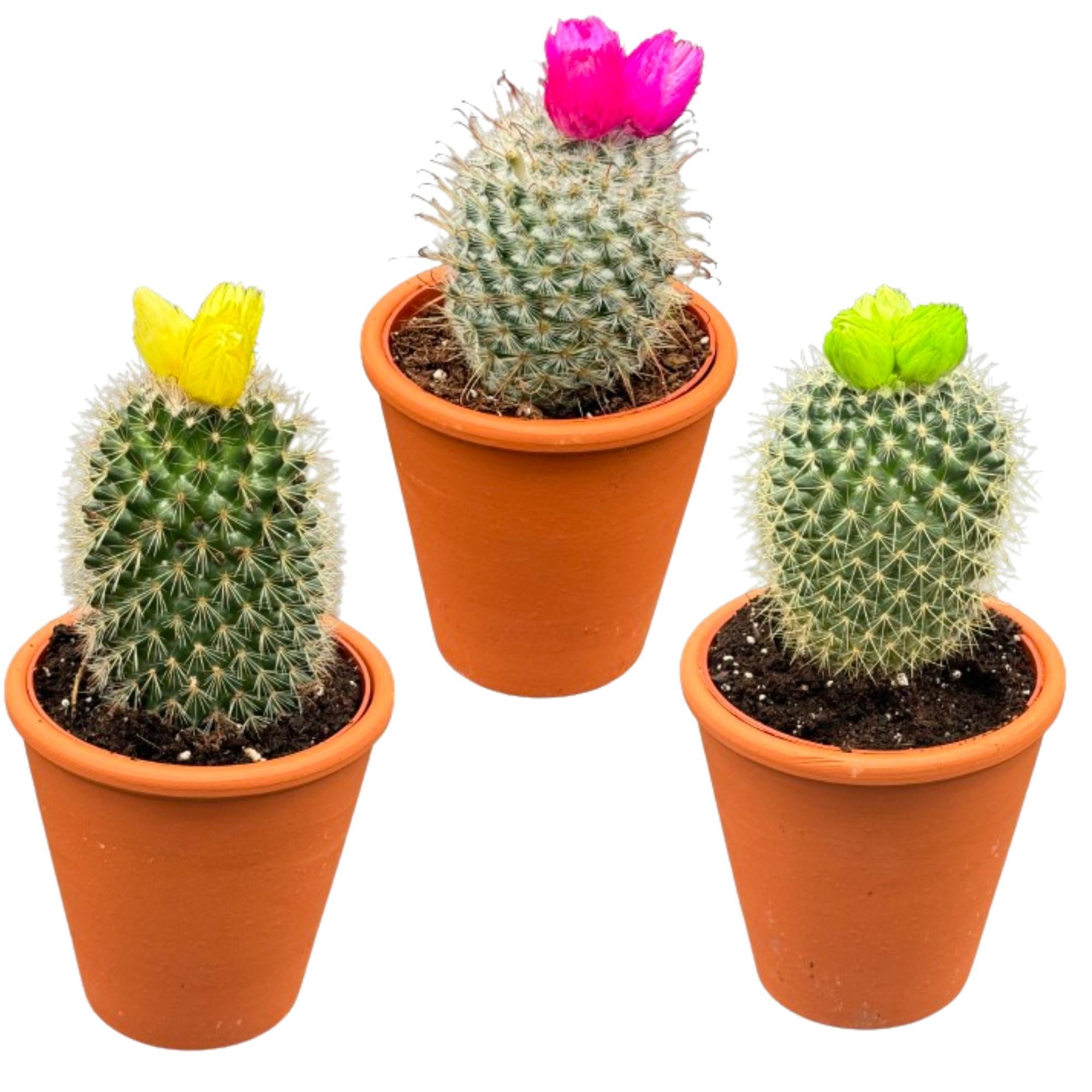 Schwiegermutterstuhl Kaktus - Echinocactus grusoni - mit Kunstblumen im Terracotta Topf  3 Stück