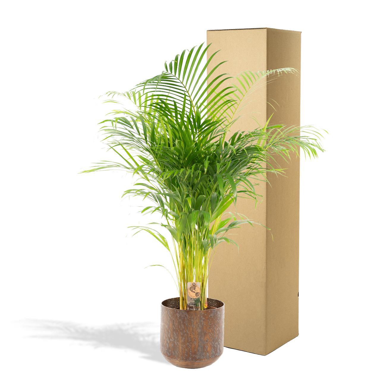 Arecapalm met pot - ↨110cm - Ø21cm