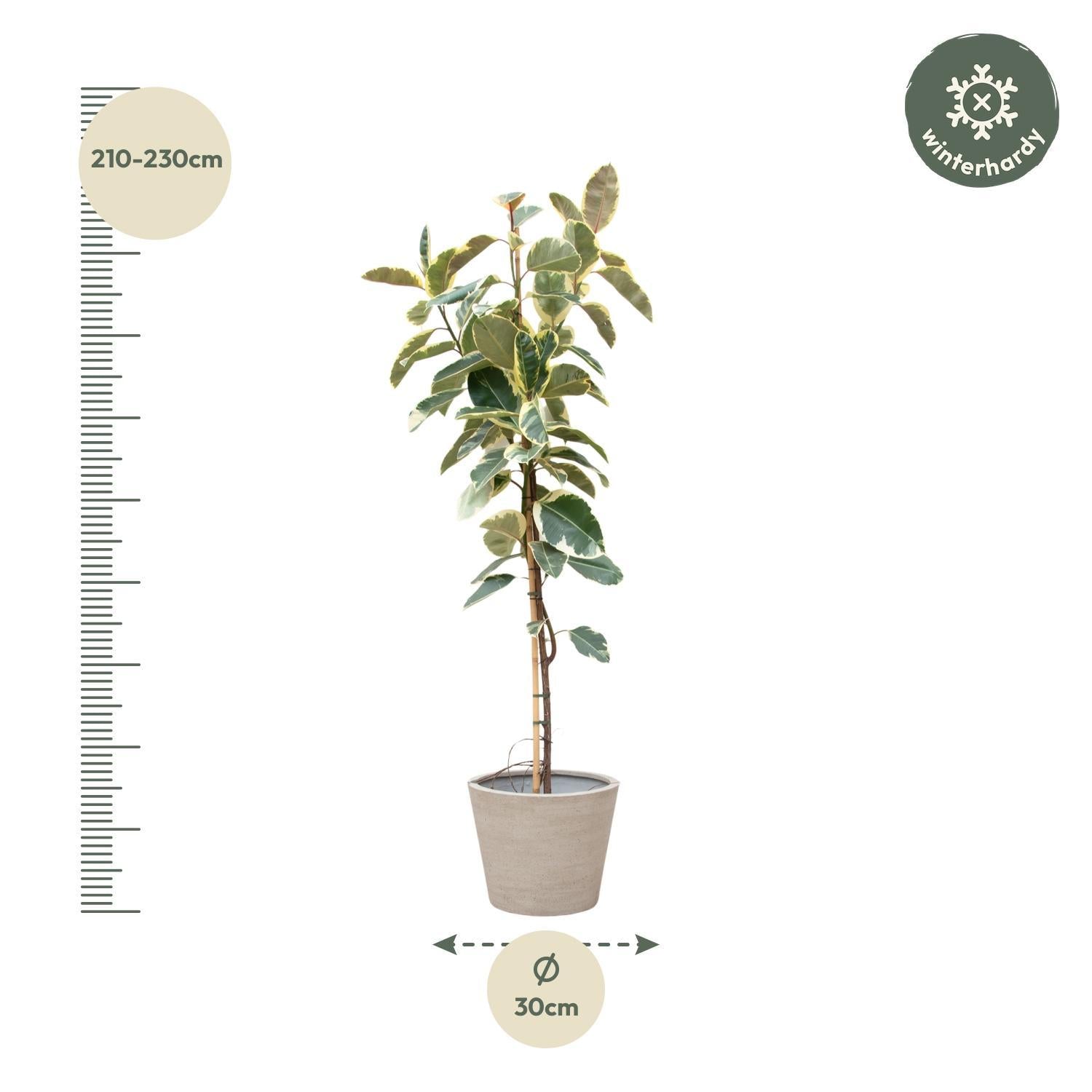 Gummibaum Ficus Tineke Baum - 220cm - ø30