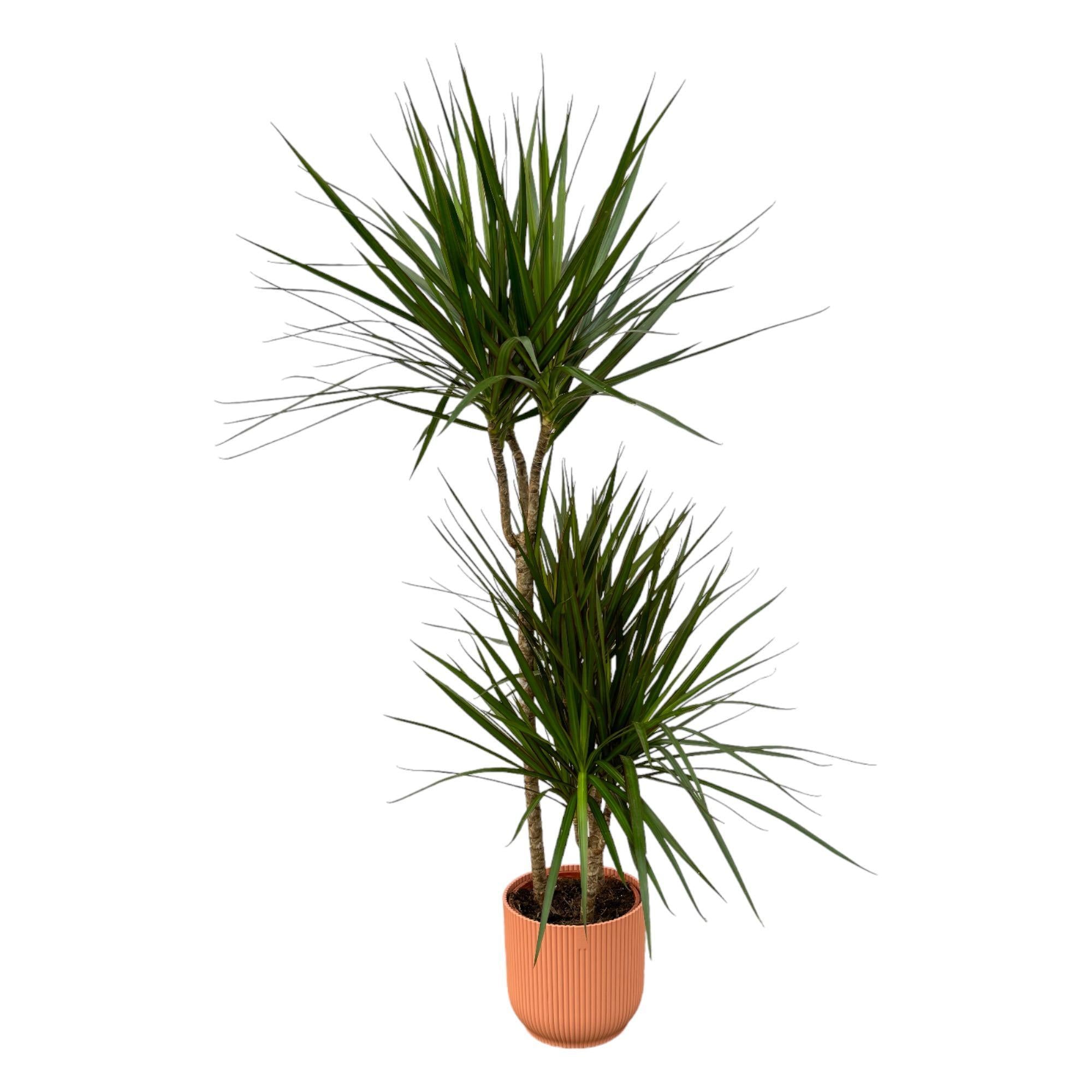 Drachenbaum Marginata - Dracaena Marginata – ↨120 cm – Ø21 cm inklusive elho Vibes Fold Rund Topf rosa D22xH20