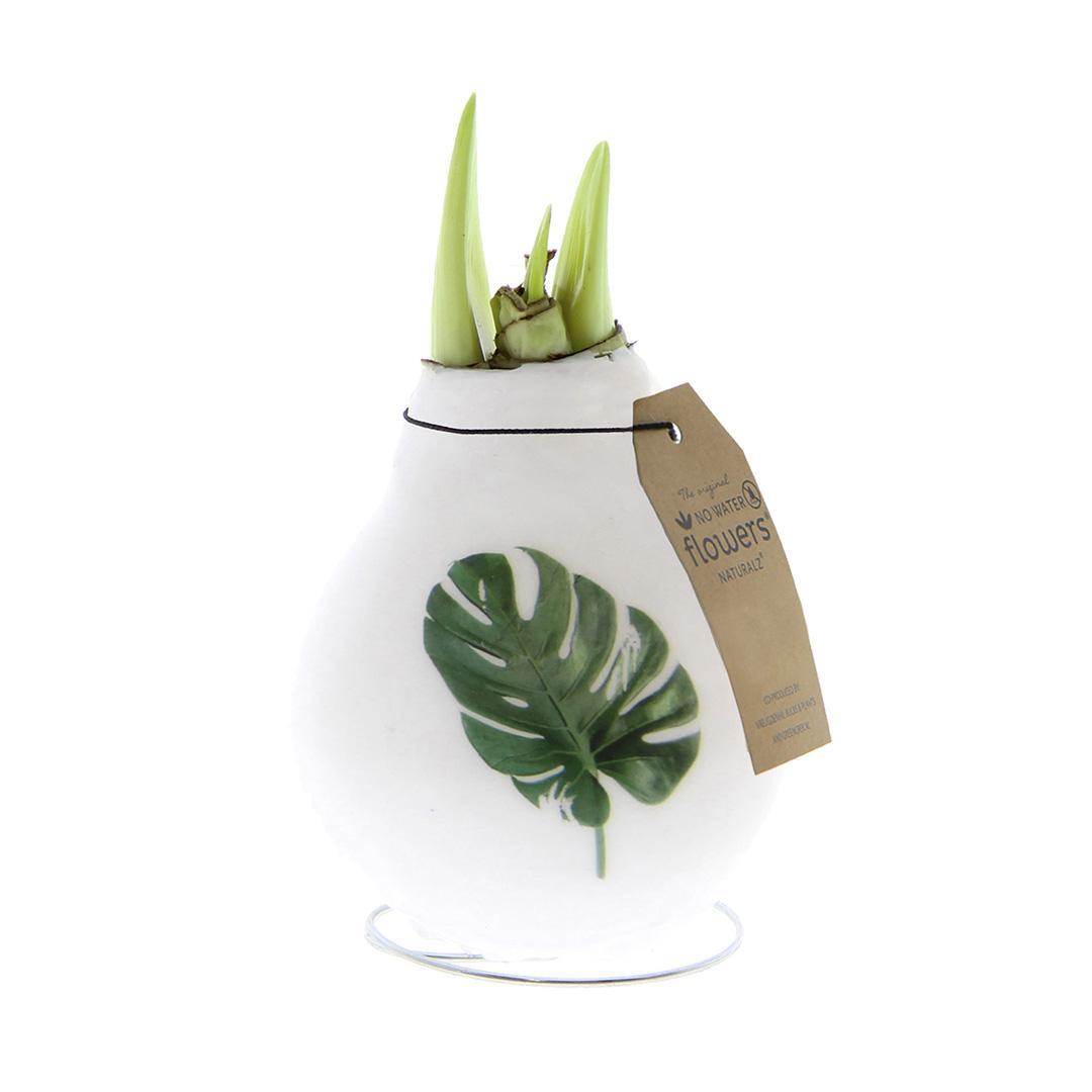 No Water Flowers® (wax amaryllis) | Naturalz Botanical - Monstera + White flower