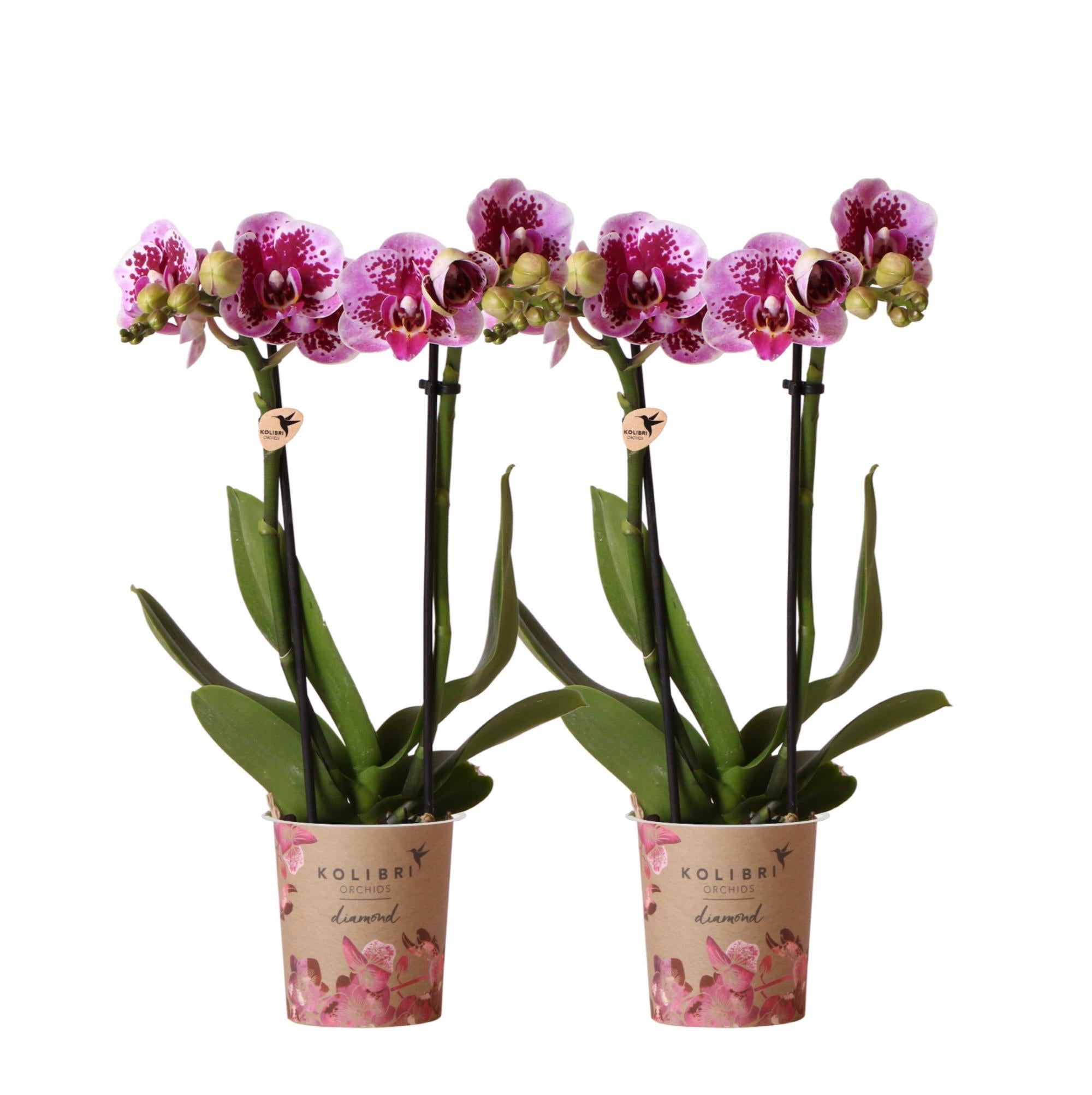 Orchidee COMBI DEAL von 2 rosa lila Phalaenopsis Orchideen - El Salvador - Topfgröße Ø9cm | blühende Zimmerpflanze - frisch vom Züchter