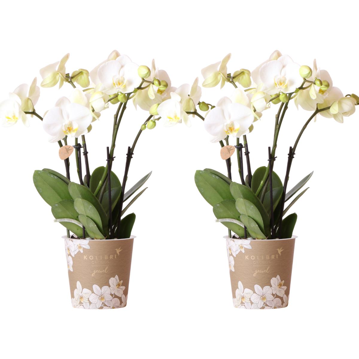 Orchidee 2 weißen Phalaenopsis-Orchideen - Topfgröße Ø12cm | blühende Zimmerpflanze - frisch vom Züchter