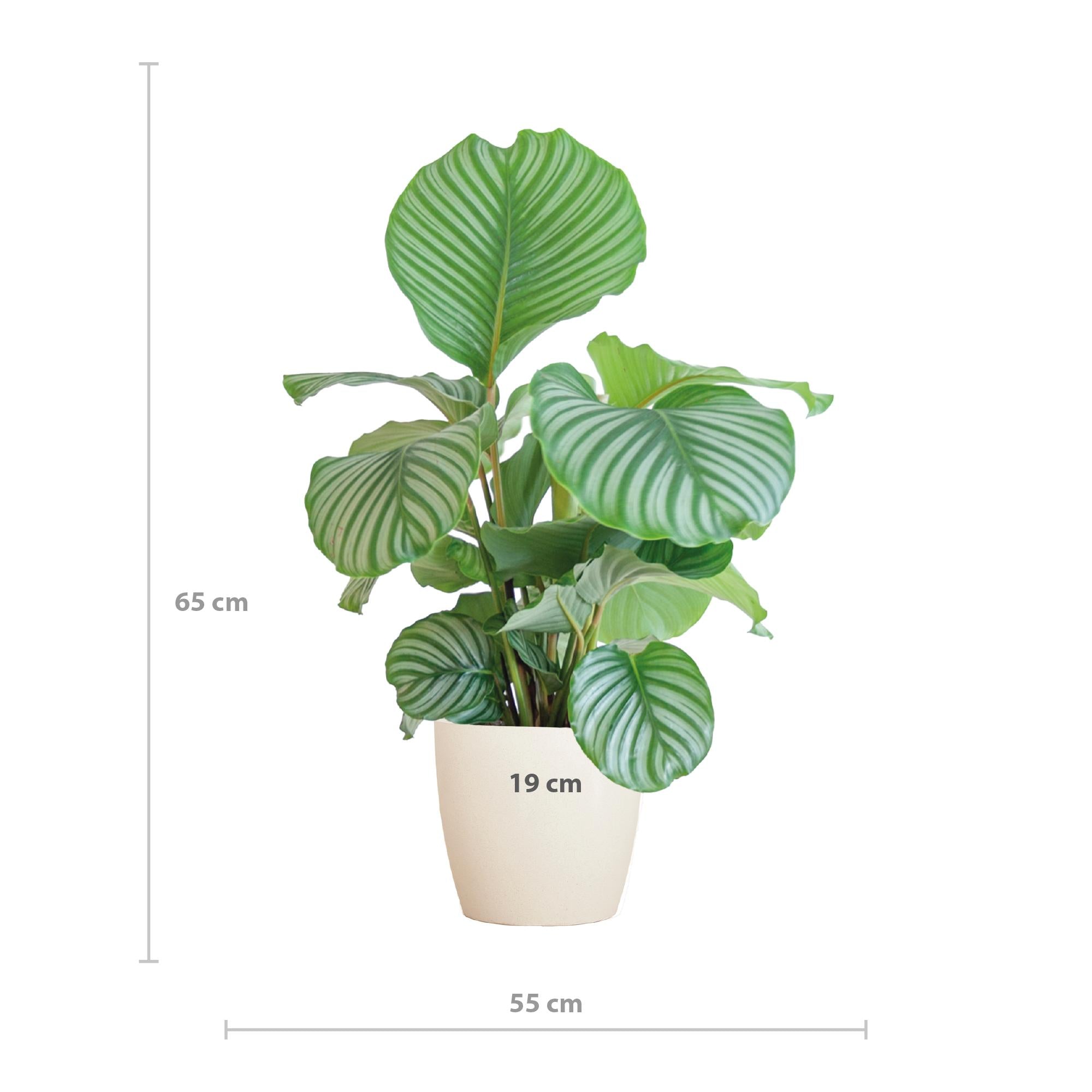 Gebetspflanze - Calathea Orbifolia  mit Viber Topf Weiß  - 65cm - Ø21