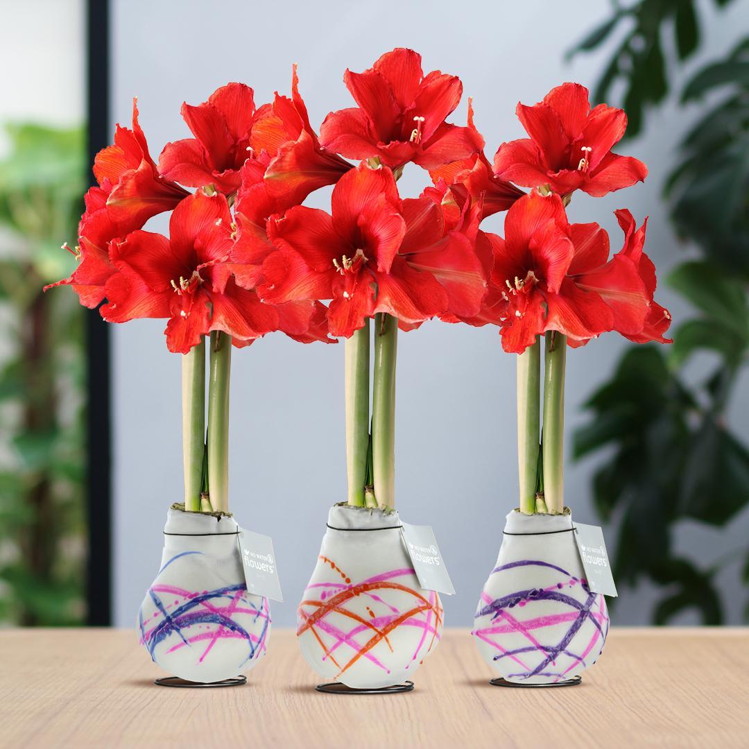 No Water Flowers® (wax amaryllis) | Waxz® Art Karel Appel Mix (3 pack) + Red flower