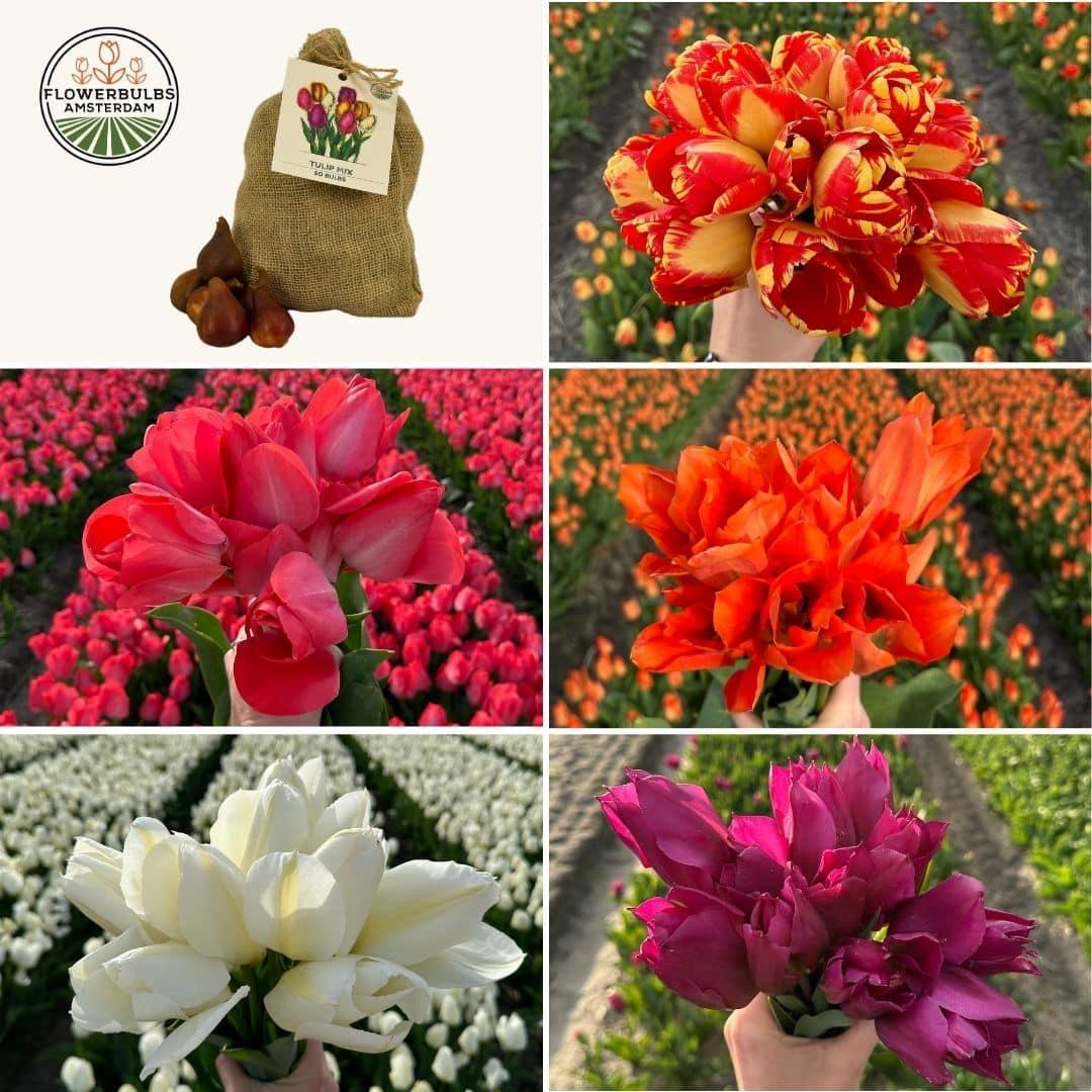 Tulpen Mix Medium - Vorteilspackung, 50 Blumenzwiebeln für 1 qm Blumenpracht  Größe 12+