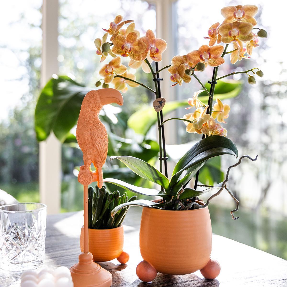 Orchidee Orange Phalaenopsis Orchidee - Mineral Bolzano + Rolling Peach - Topfgröße Ø9cm | blühende Zimmerpflanze - frisch vom Züchter