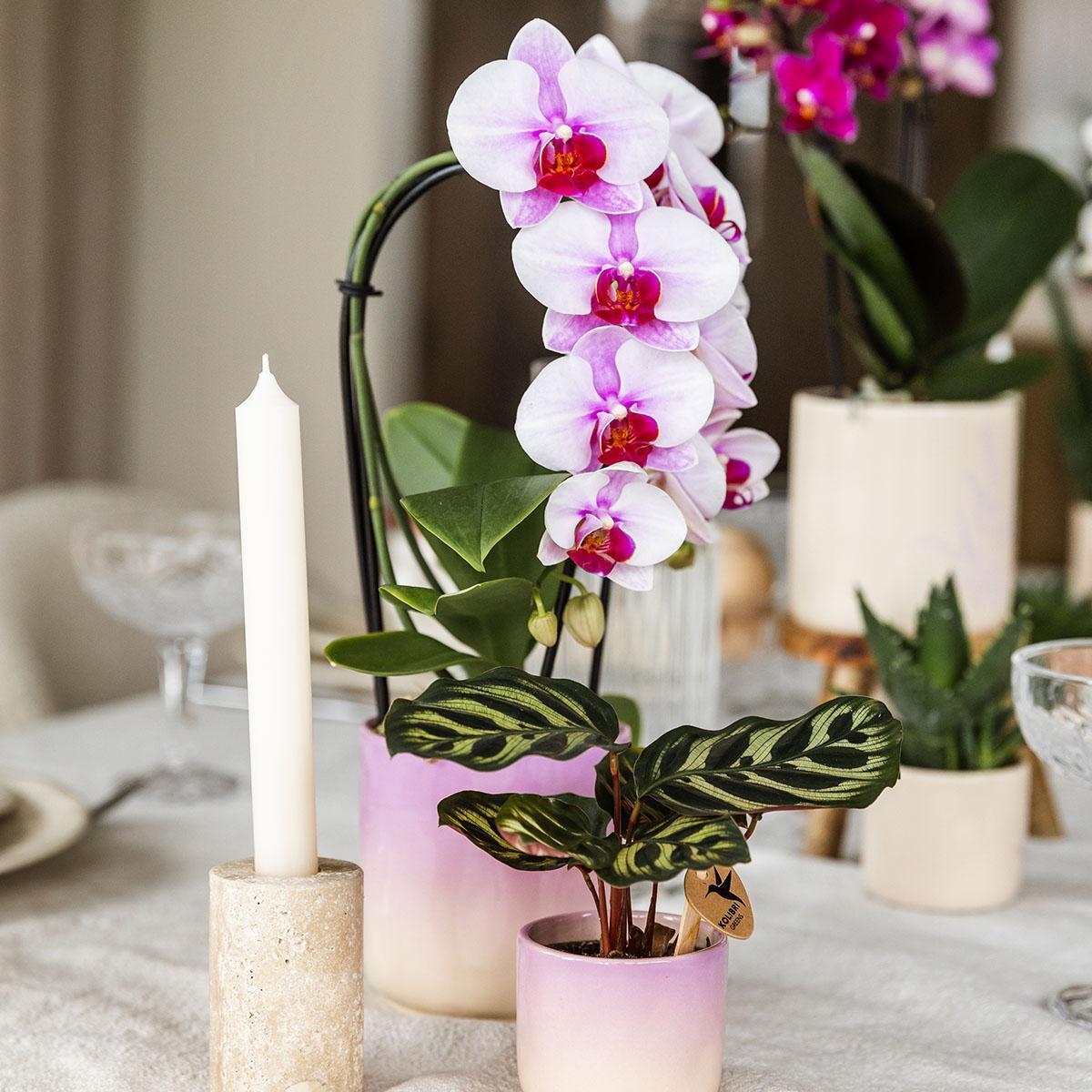 Orchidee Niagara Fälle - Rosa Orchidee Niagara Falls + Gradience Blumentopf Pink - Topfgröße Ø9cm | Blühende Zimmerpflanze - Frisch vom Züchter