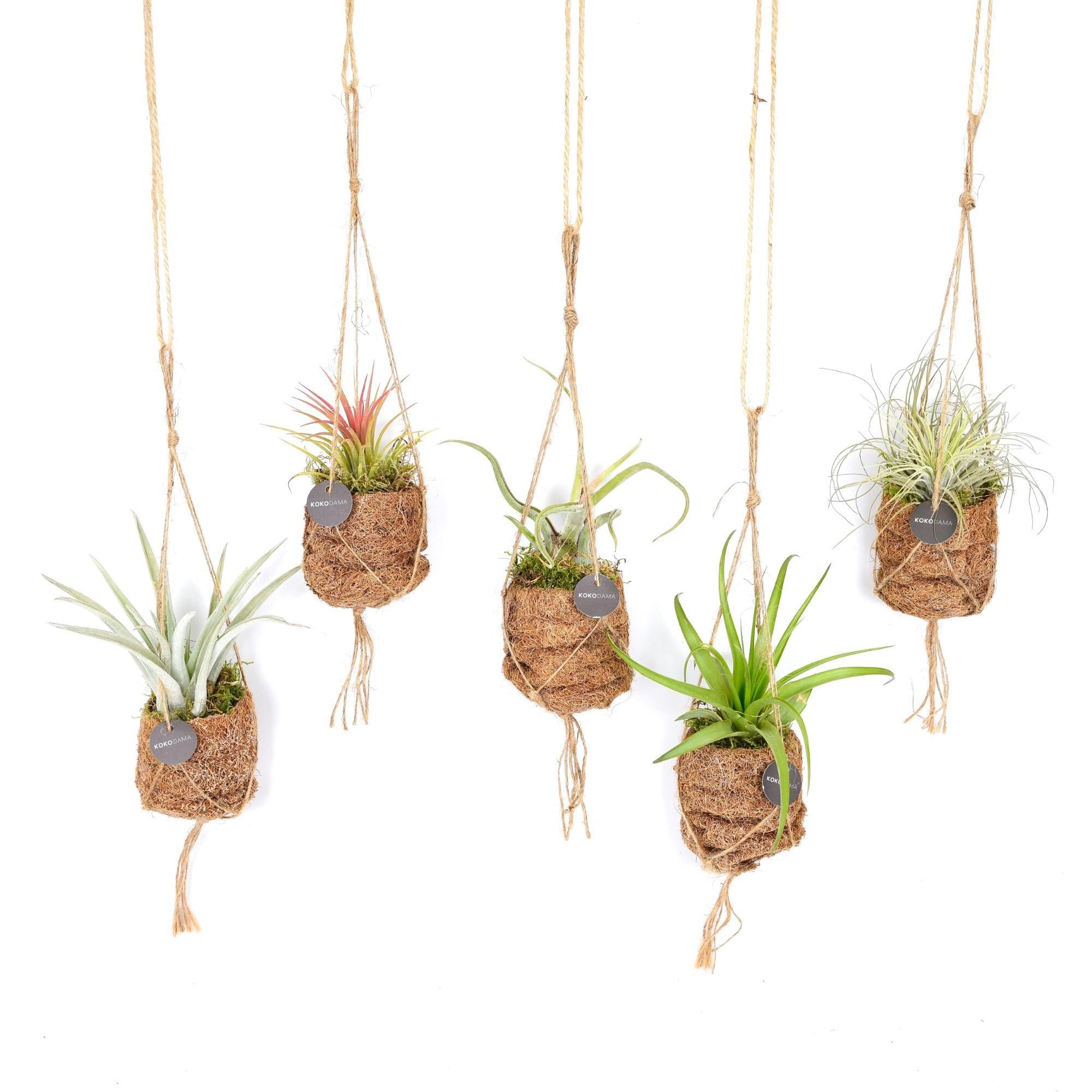 Japanischer Moosball Kokodama Birdnest Tillandsia Mix - 8 Stücke - Ø7cm - ↕5cm