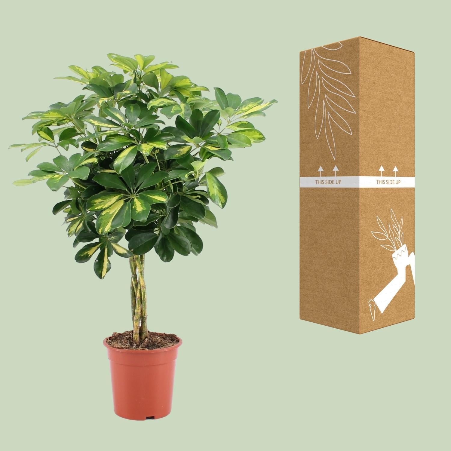 Schefflera Arboricola Gold Capella - Ø19cm - ↕75cm