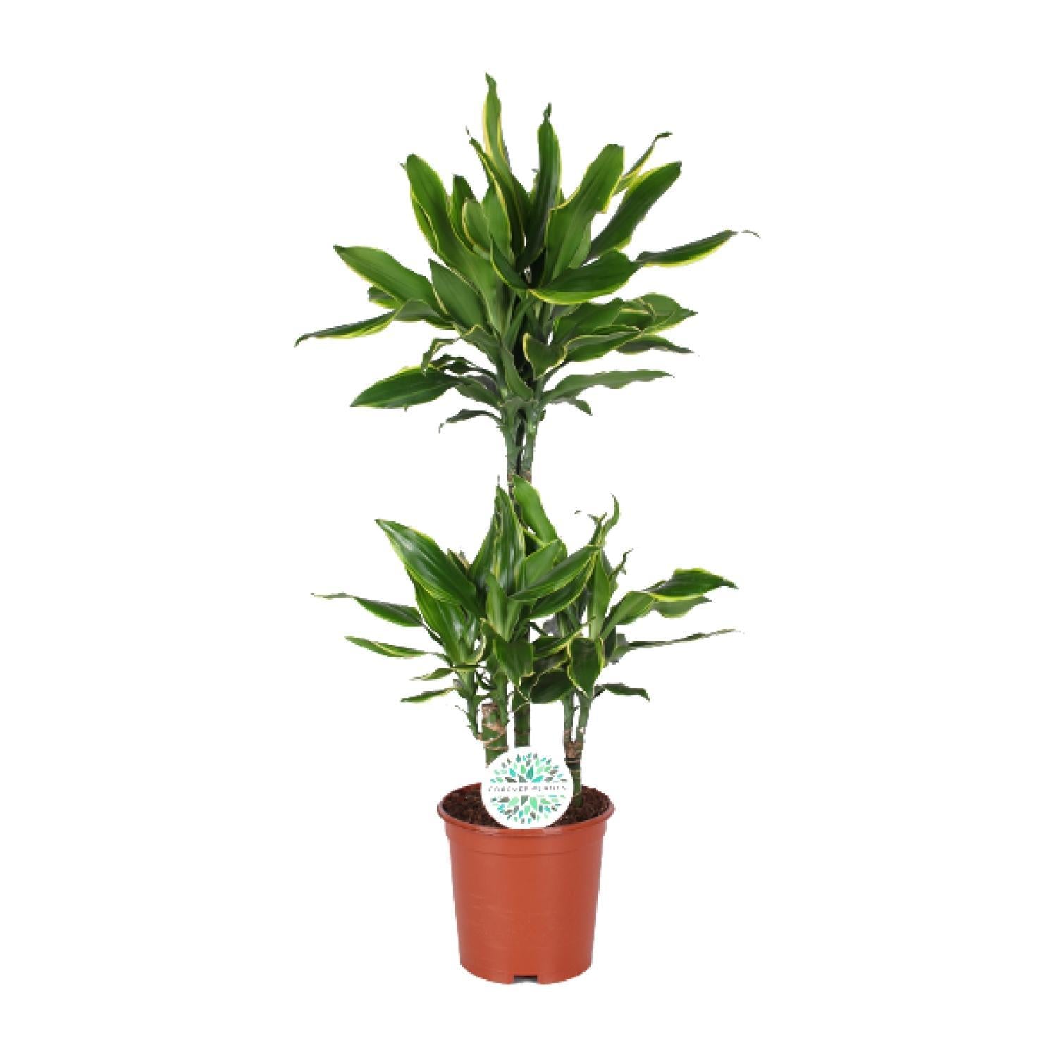 Drachenbaum Golden Coast - Dracaena Golden Coast - Ø24cm - ↕125cm