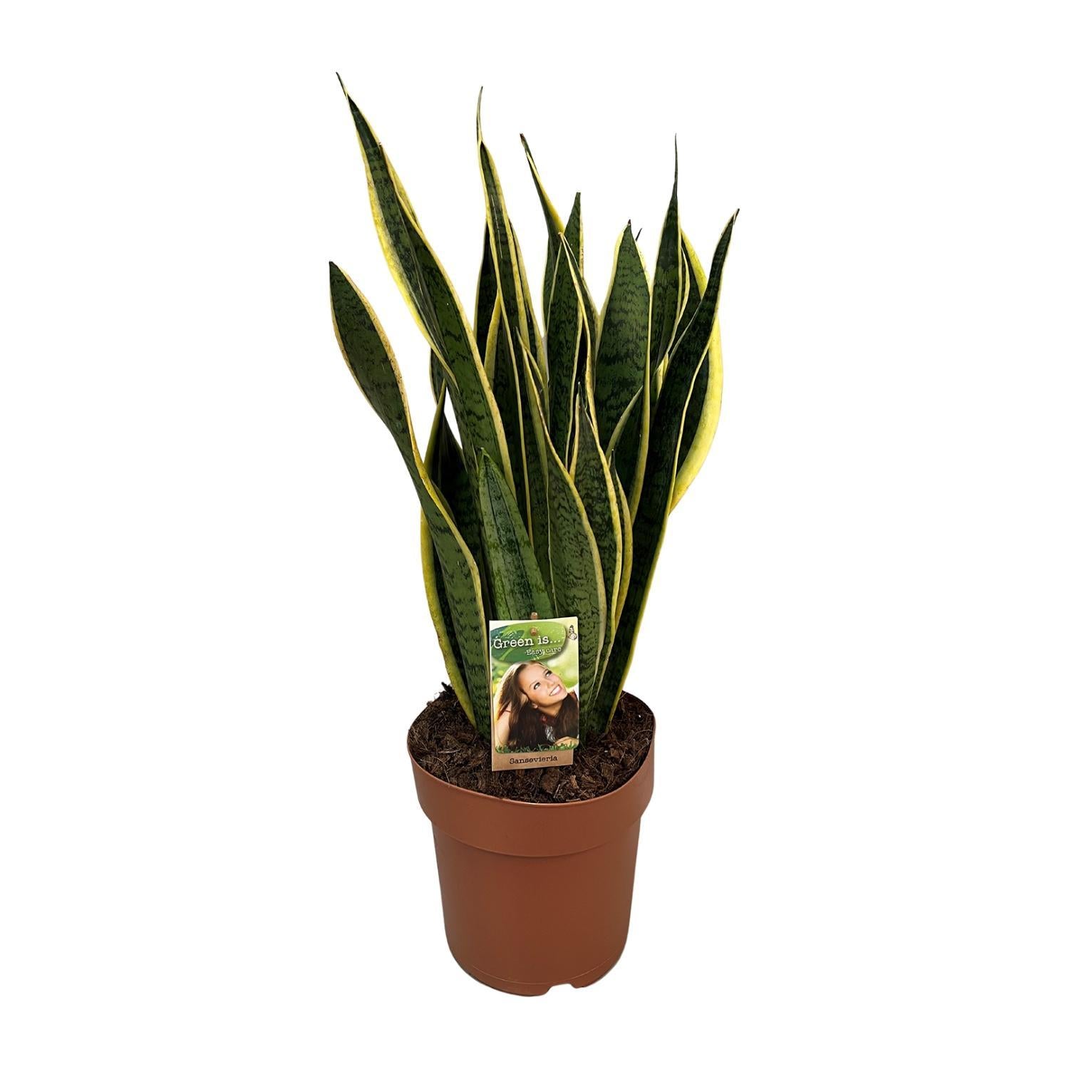 Schwiegermutterzunge - Sansevieria Trifasciata Laurentii - Ø21cm - ↕60cm