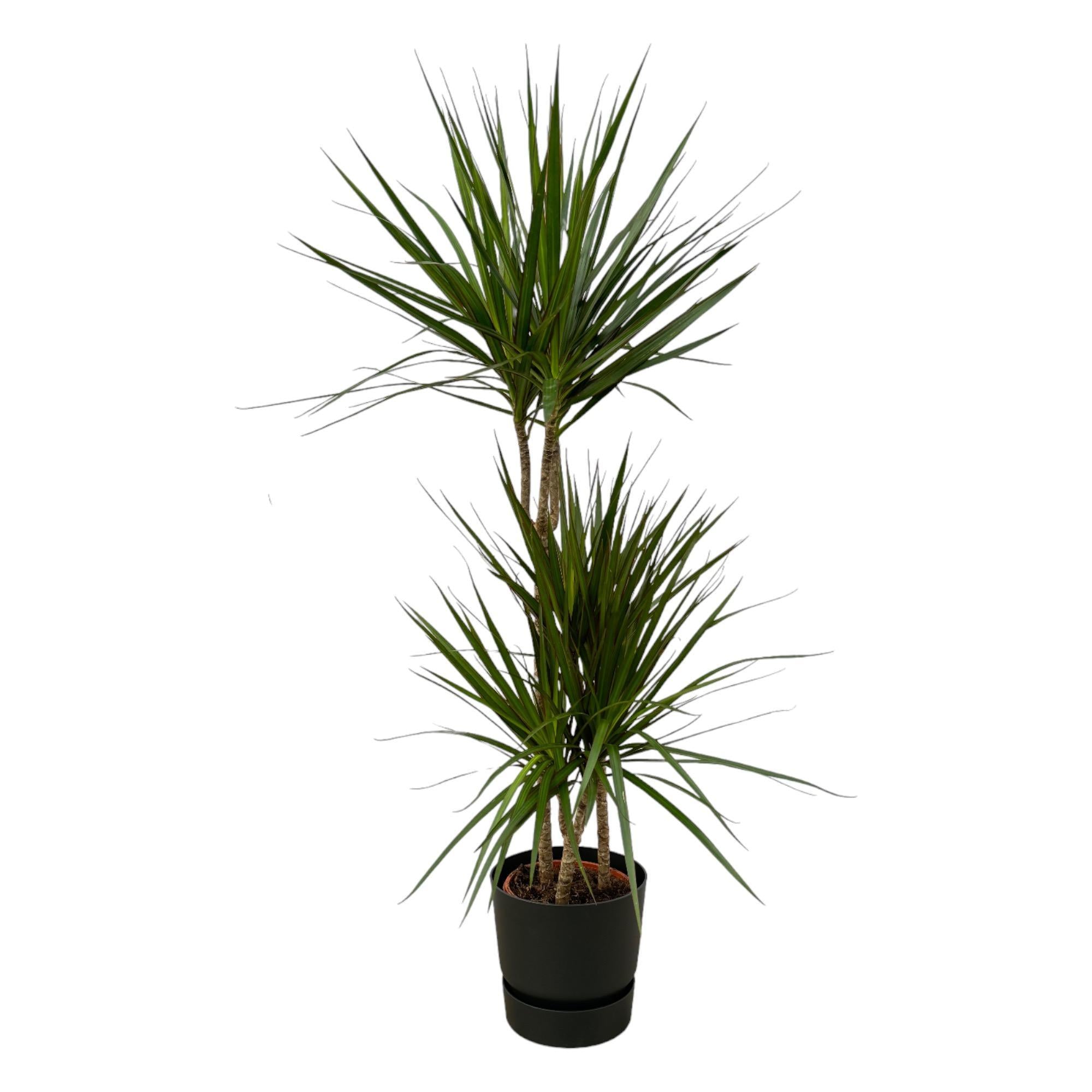 Dracaena Marginata - ↨120cm - Ø21cm inclusief de Greenville Round zwart D24xH23