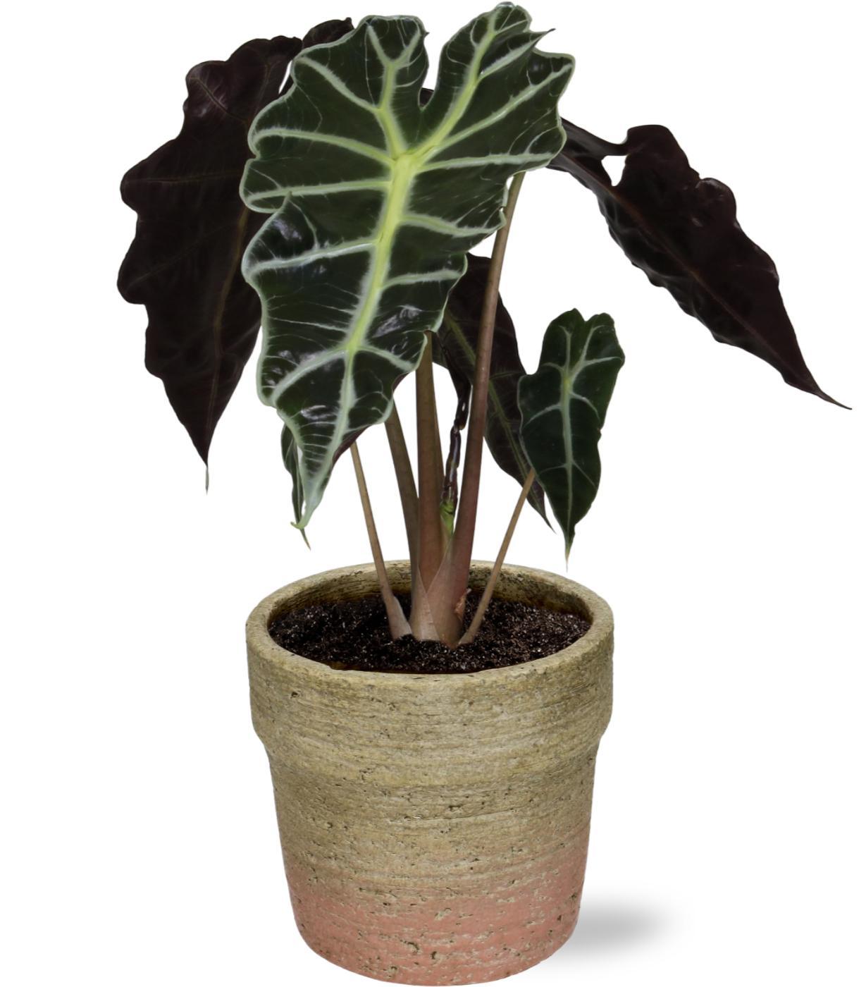 Elefantenohr - Alocasia Amazonica Polly - Ø12cm - ↕30cm + Invorno Pot D13,5x12,5cm - Natürlich