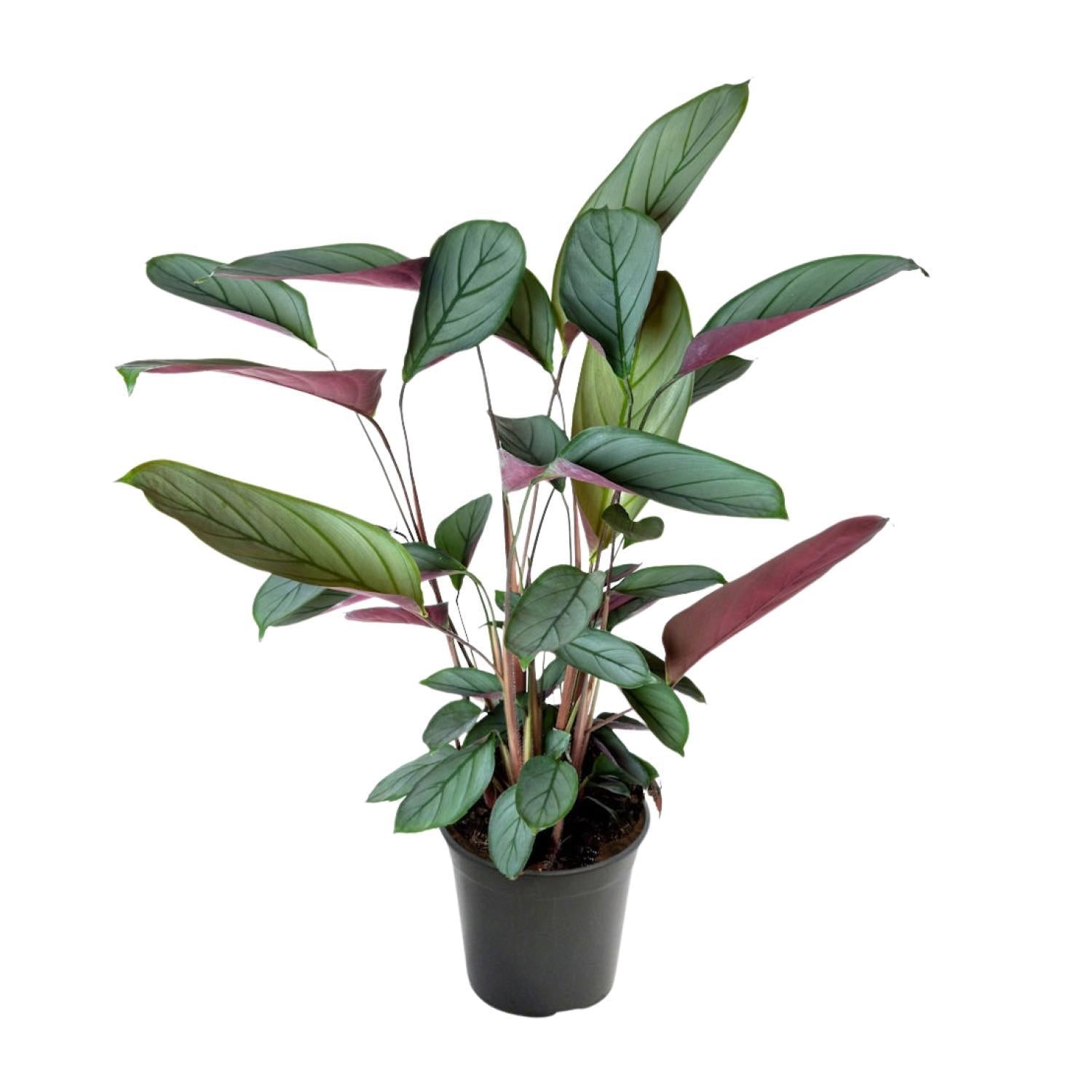 Gebetspflanze - Ctenanthe Setosa - Ø17cm - ↕60cm