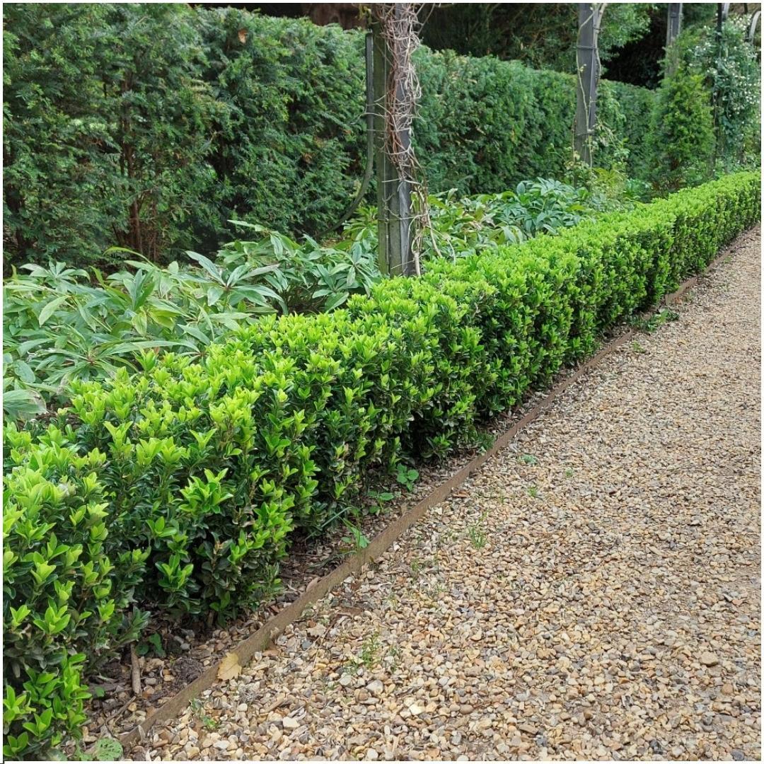 Japanische Spindelstrauch Hecke - Euonymus japonicus 'Green Spire' - Pflanzenset mit 6 winterharten Heckenpflanzen - Immergrüne Hecke