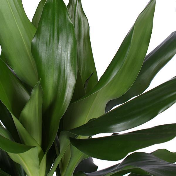 Drachenbaum Janet Lind - Dracaena Janet Lind Ø21cm - ↕90cm im Vibes Topf weiß