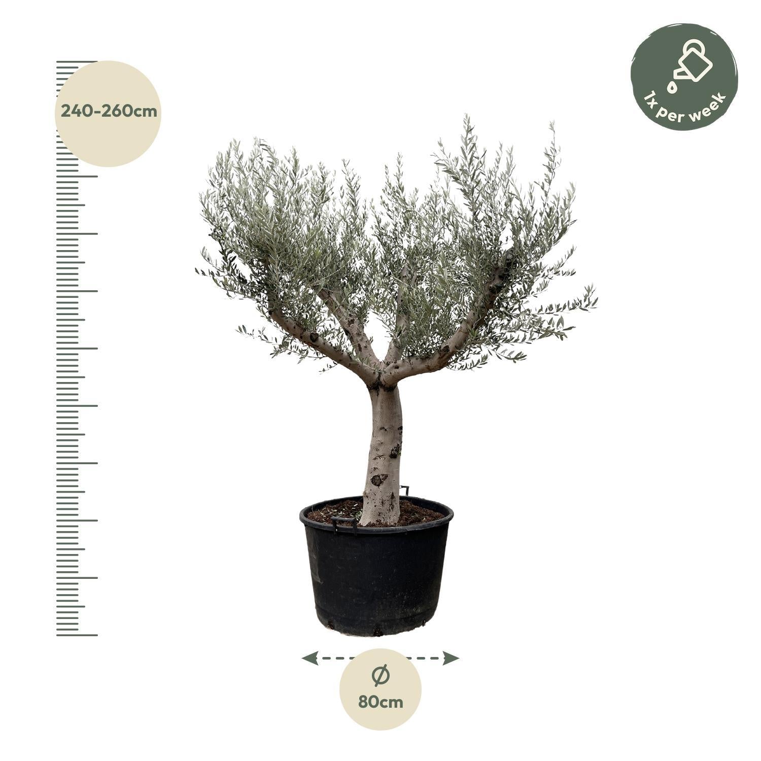 Olea Europaea Cultivo - 250cm - Ø80