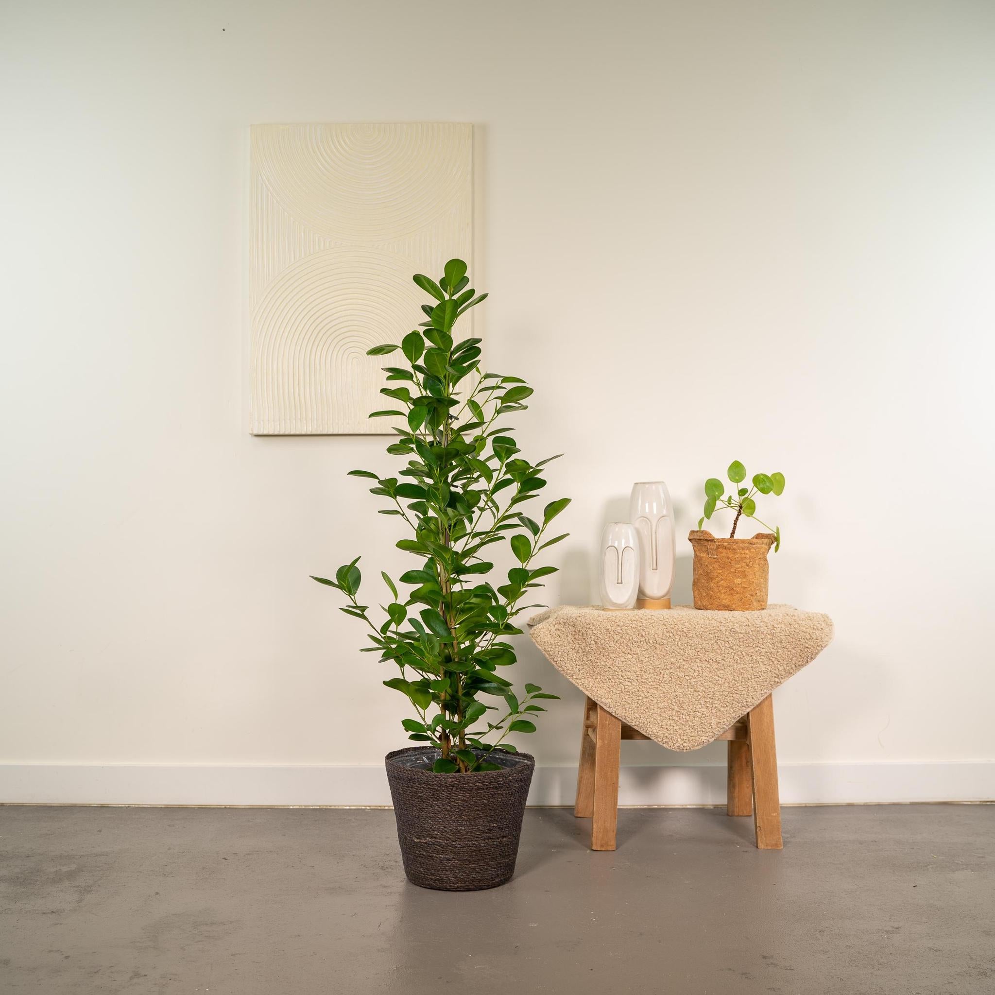 Lorbeerfeige Ficus microcarpa Moclame - Ø21cm - ↕95cm + Korb Igmar