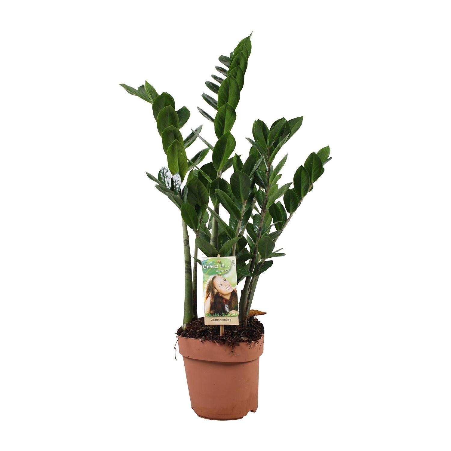 Zamioculcas 6-7 Veren - Hoogte 80-85 Cm - Ø17cm - ↕80cm