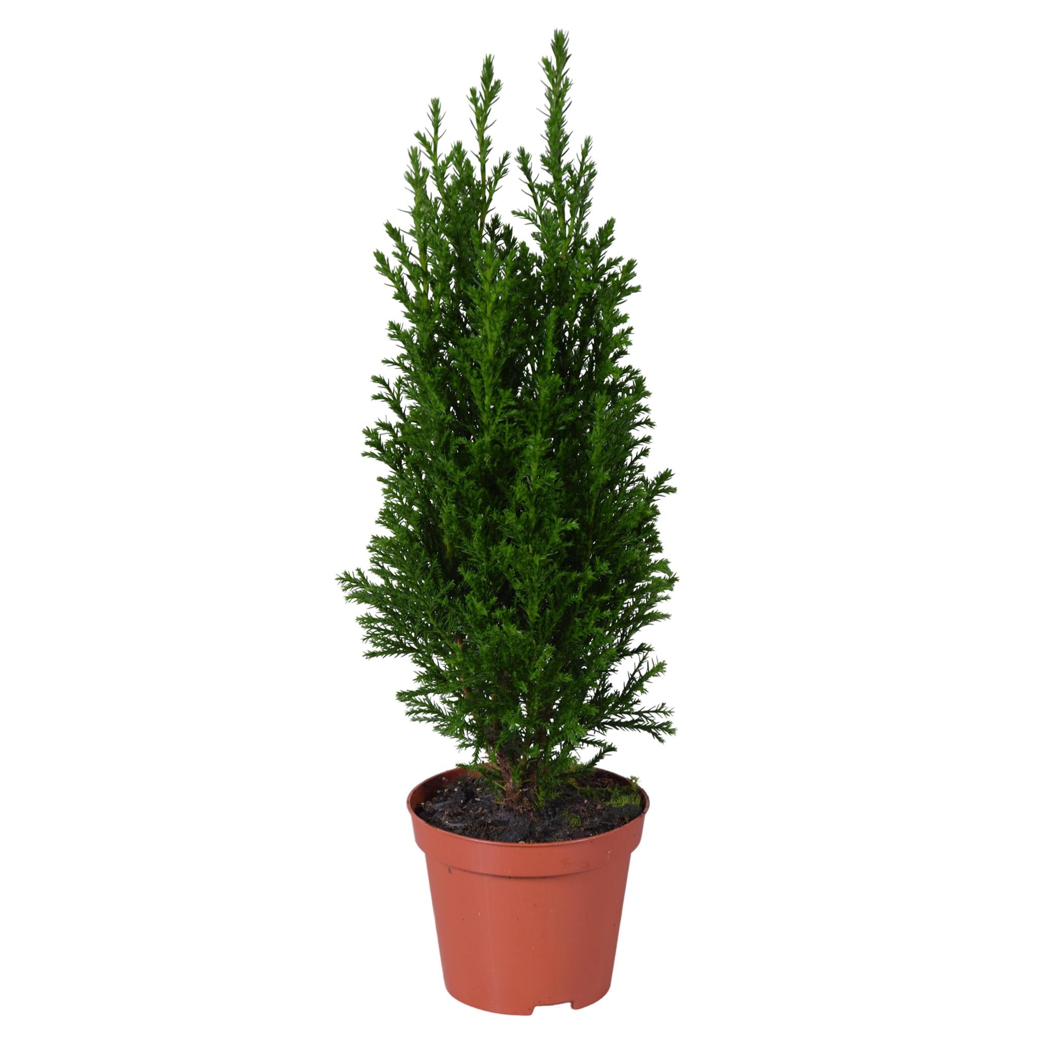 Lawsons Scheinzypresse - Ellwoodii Groen - Ø9cm - ↕35cm