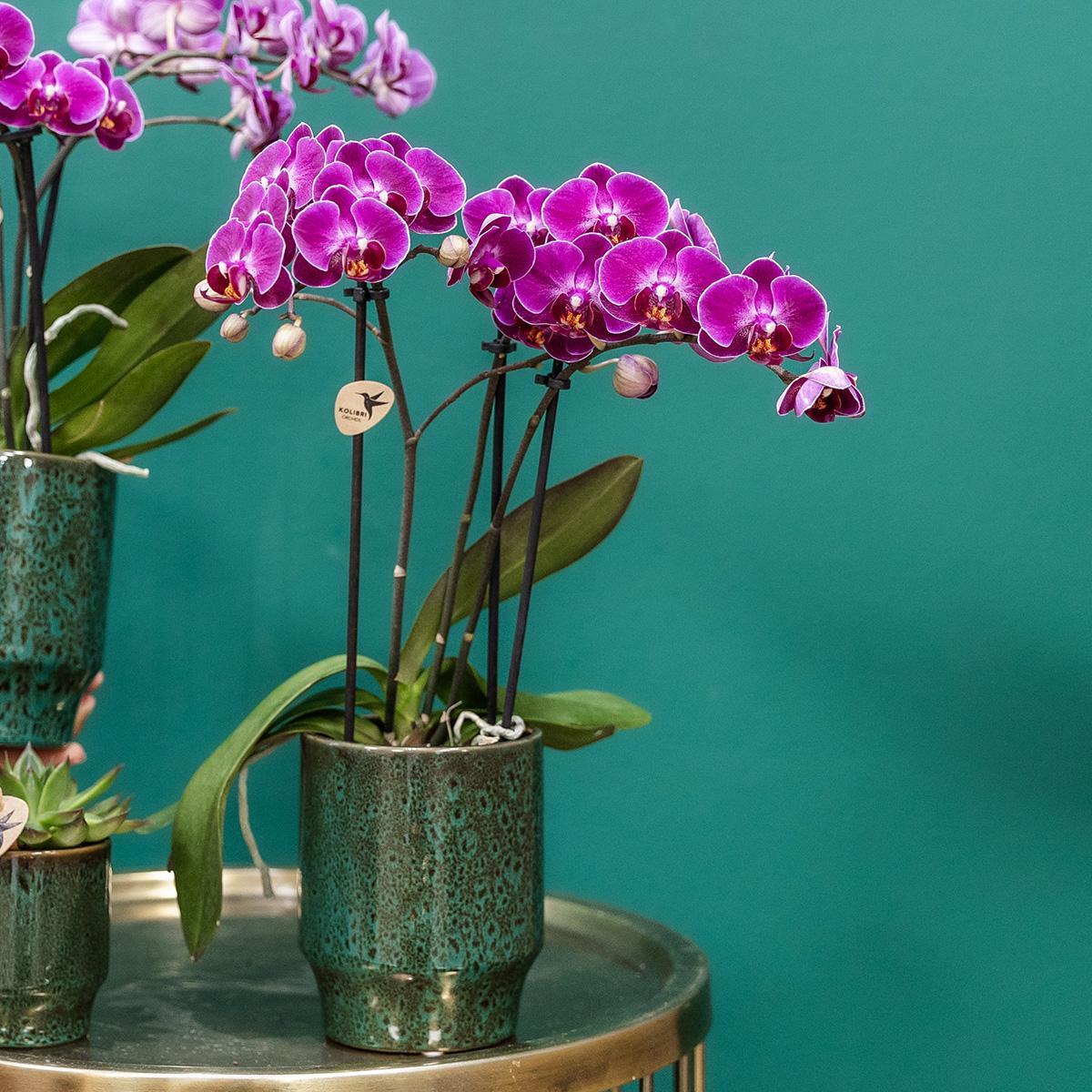 Orchidee Lila Phalaenopsis Orchidee - Morelia Classy grün- Topfgröße Ø9cm | blühende Zimmerpflanze - frisch vom Züchter