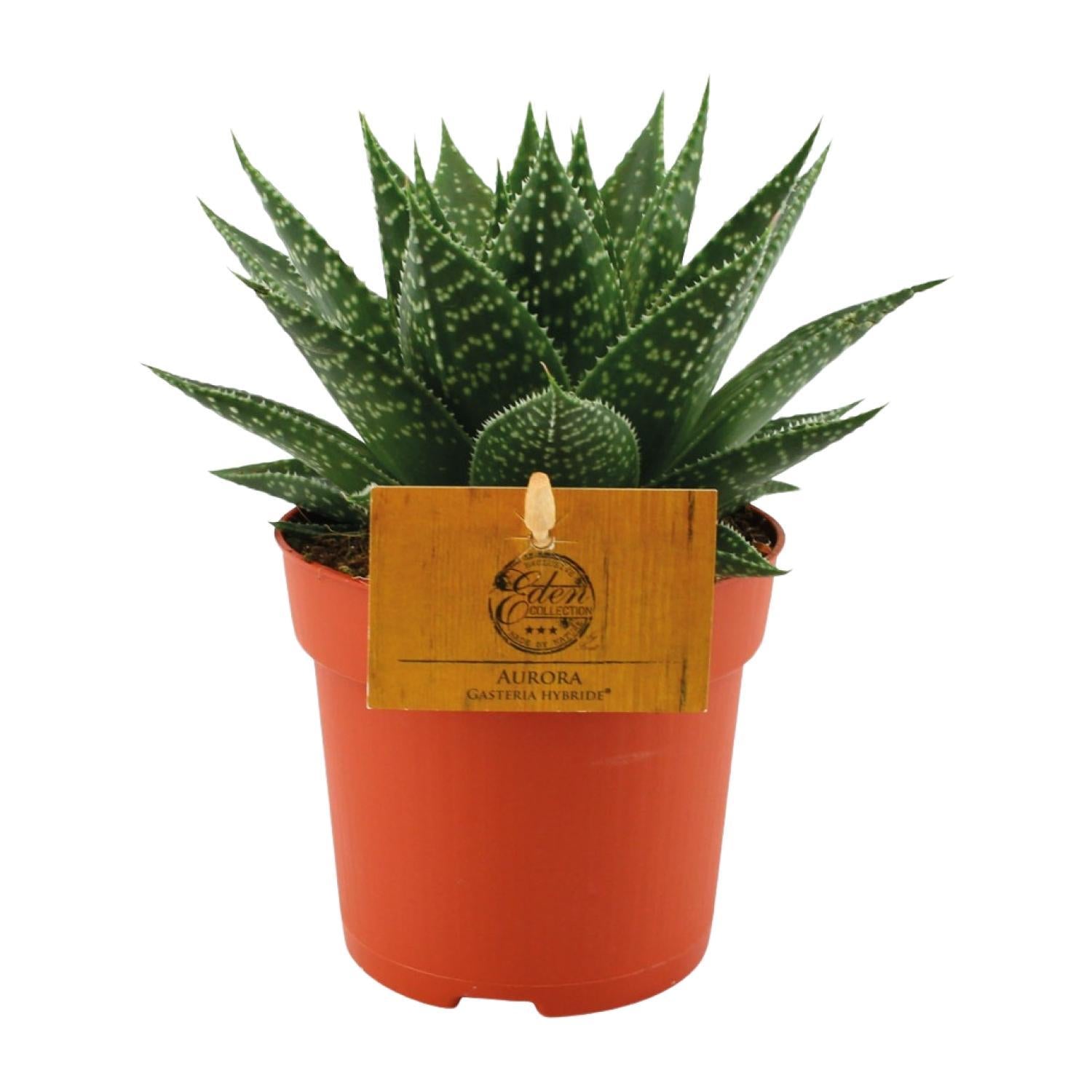 Kuhzungenpflanze - Gasteria Hybride Aurora - Ø11cm - ↕15cm