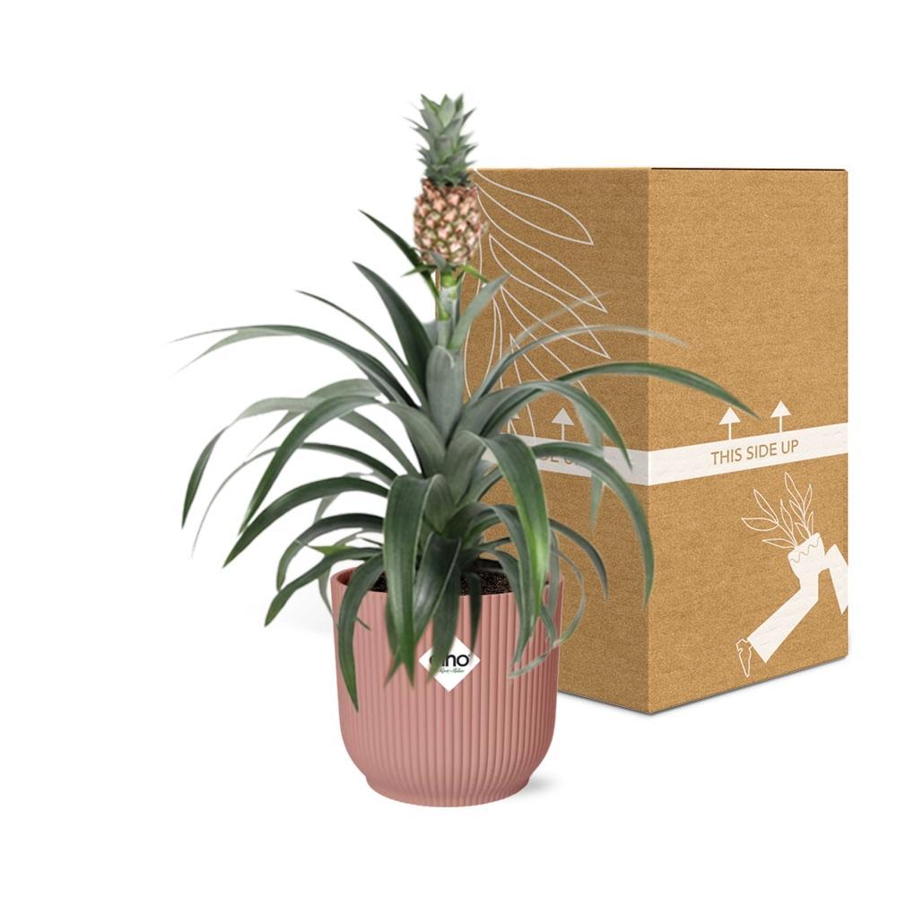 Ananaspflanze - Ananas Mi Amigo in ELHO Vibes Fold 14cm roze Topf rosa