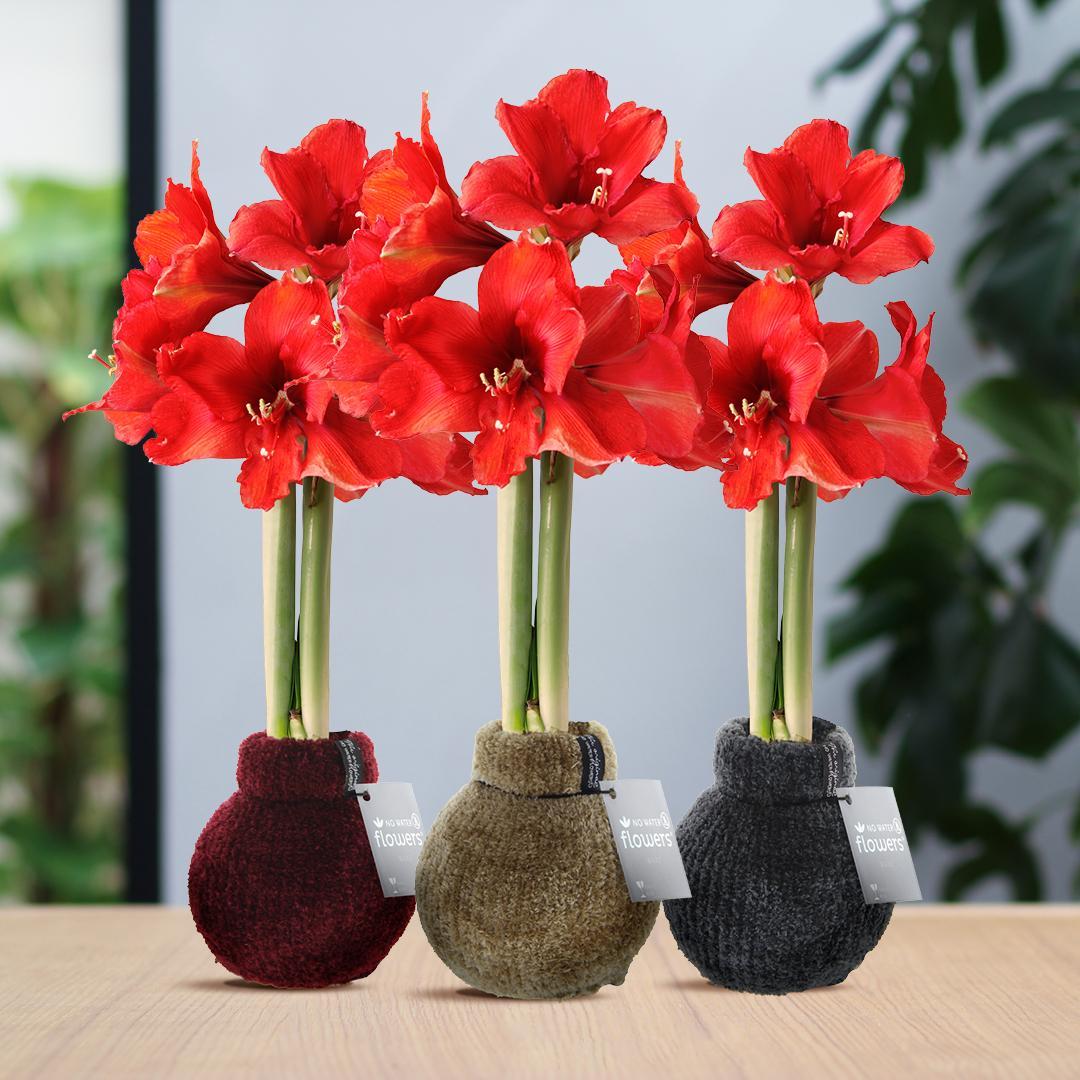 No Water Flowers® (wax amaryllis) | Fashionz Cozy Teddy Mix (3 pack) + Red flower