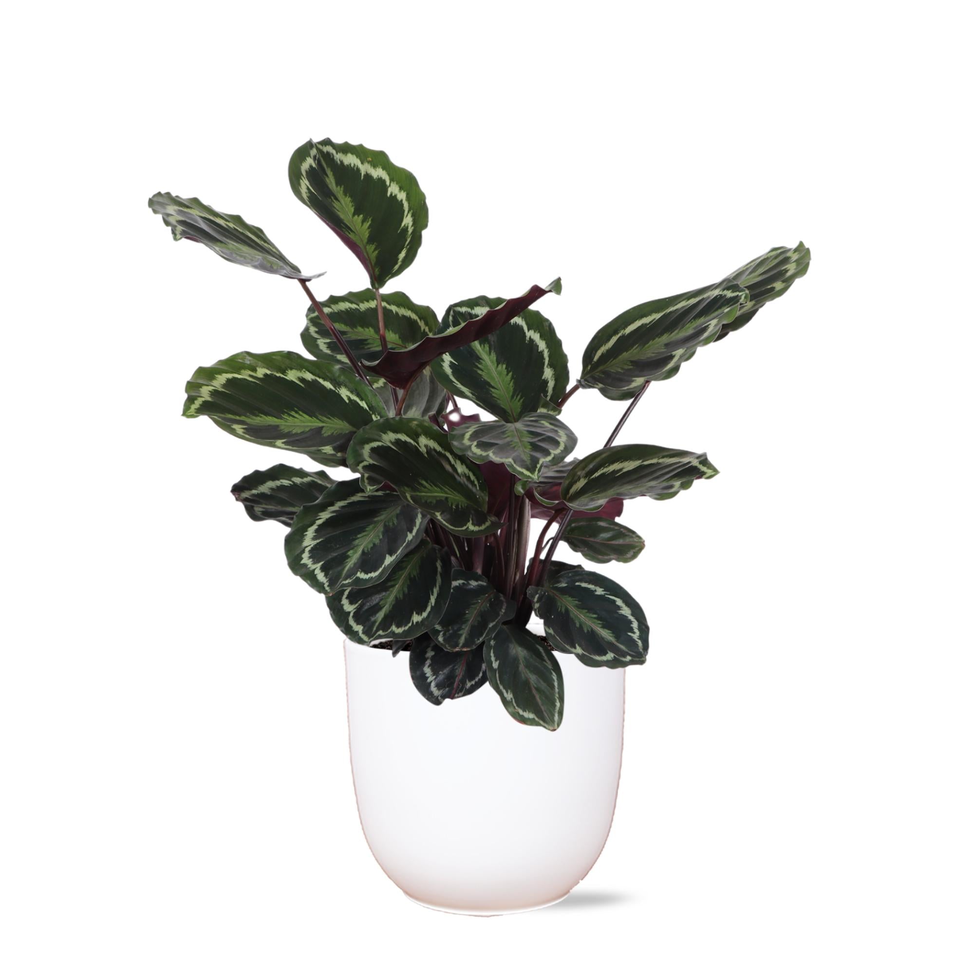 Calathea Medaillon - Korbmarante - Ø21cm - ↕70cm in Boule Topf weiß