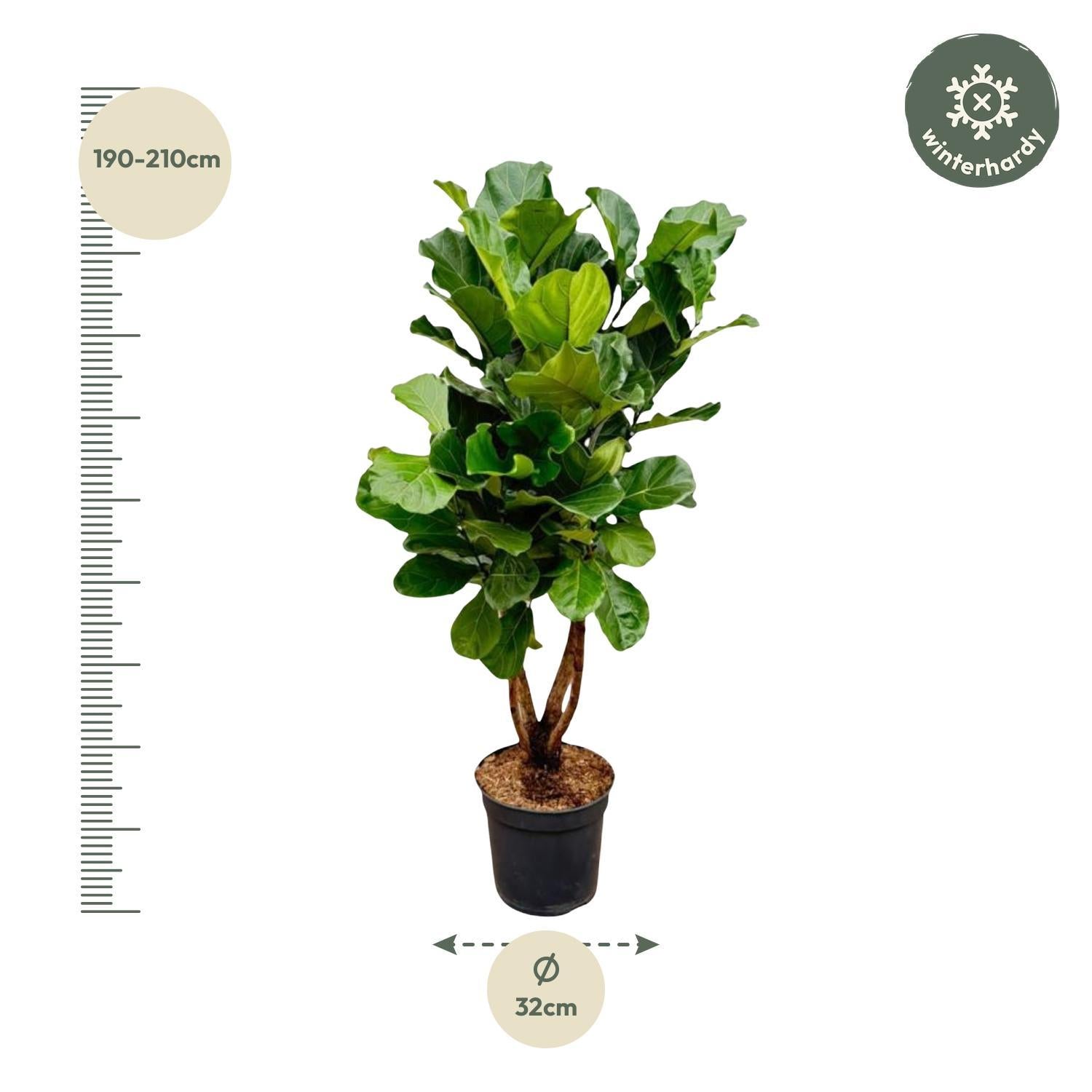 Geigenfeige - Ficus Lyrata XL - 200cm - ø32