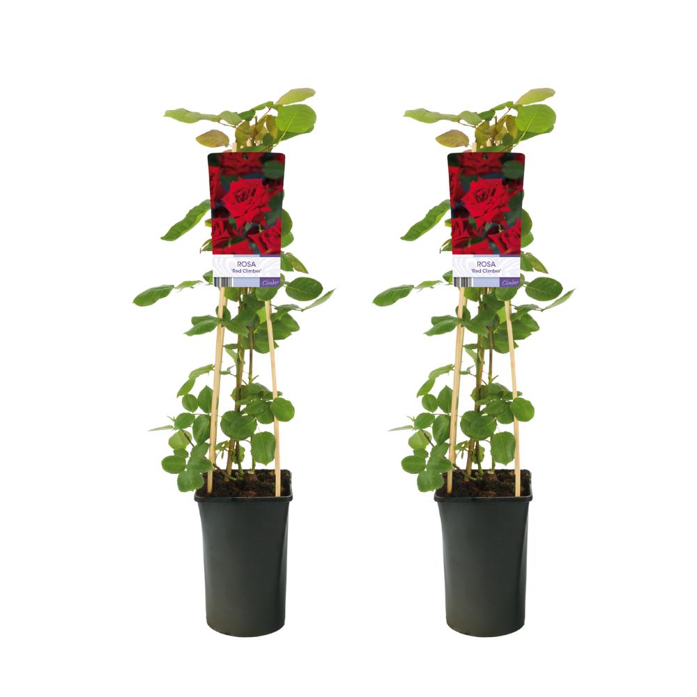 Rose Red Climber - 2 Stücke - Ø17cm - ↕75cm