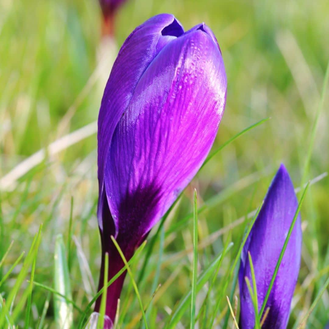 Frühlingsblumenzwiebeln Mix - Hyazinthen und Krokuse - Early Spring  30 Blumenzwiebeln