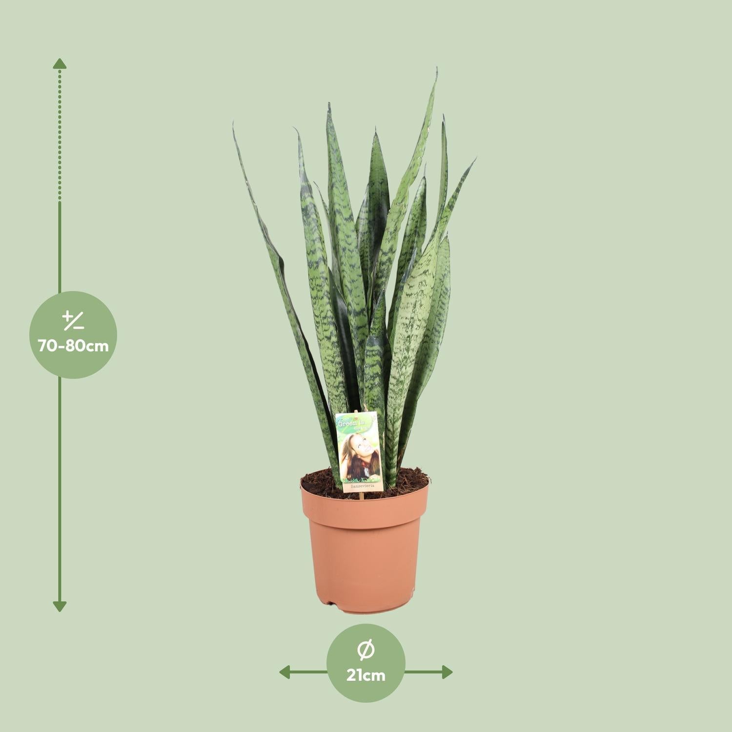 Ceylon Bogenhanf - Sansevieria Zeylanica - Ø21cm - ↕75cm