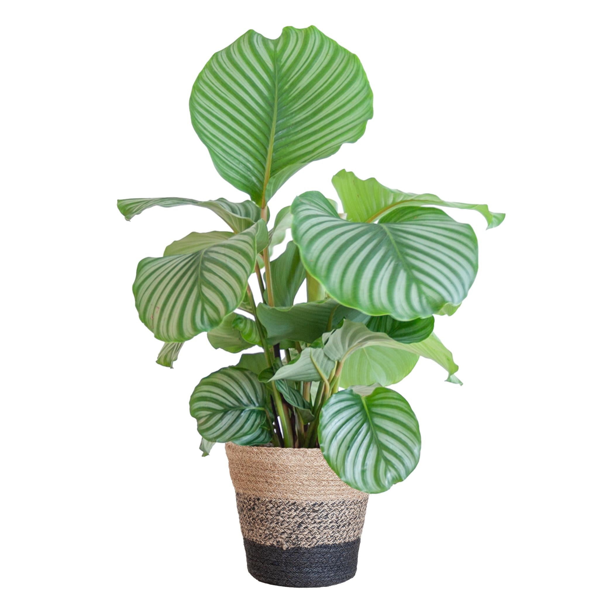 Gebetspflanze - Calathea Orbifolia mit Korb Lissabon schwarz  - 65cm - Ø21