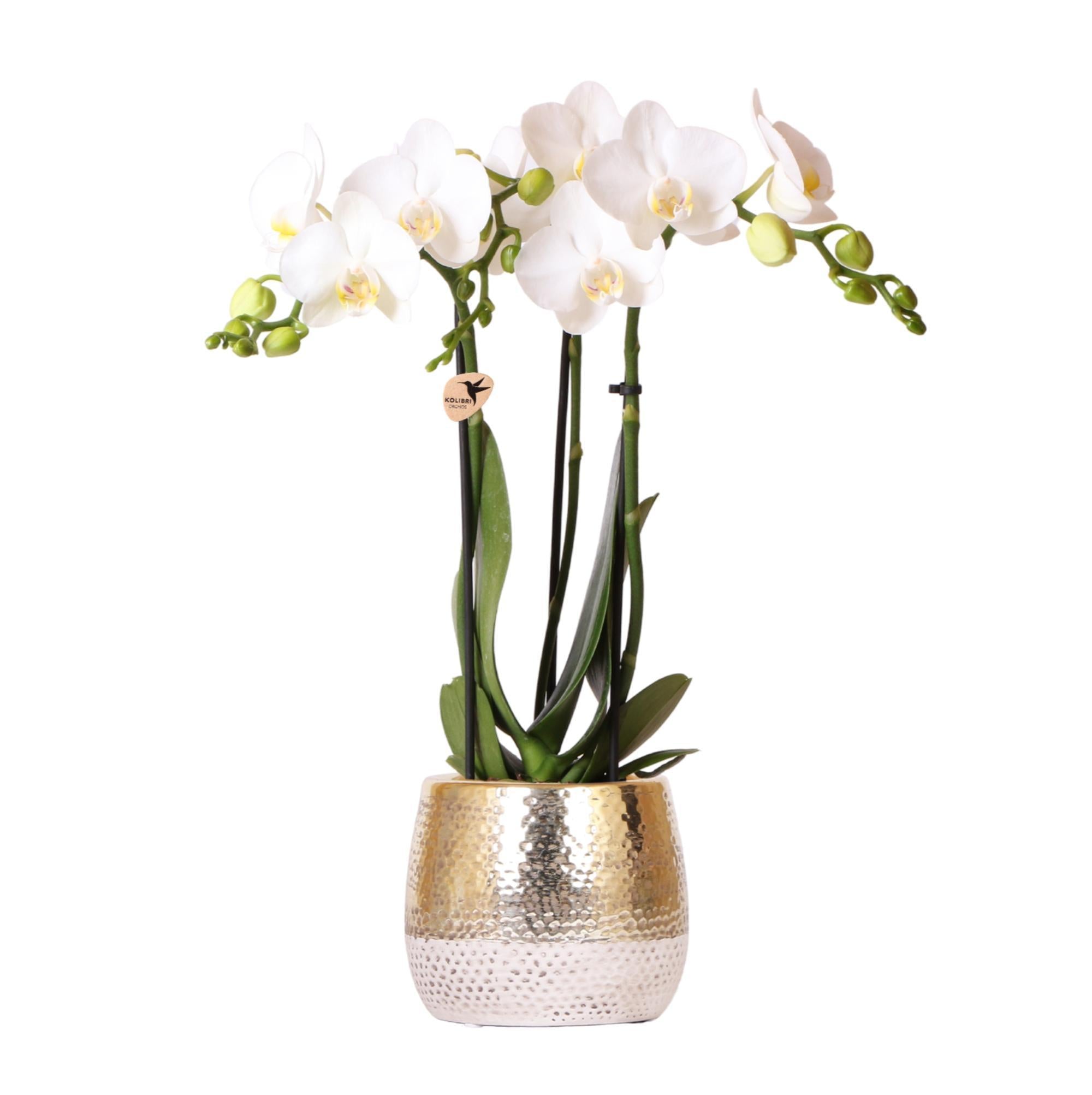 Orchidee weiße Phalaenopsis Orchidee - Amabilis + Elite Topf Gold - Topfgröße Ø9cm - 40cm hoch | blühende Zimmerpflanze im Blumentopf - frisch vom Züchter