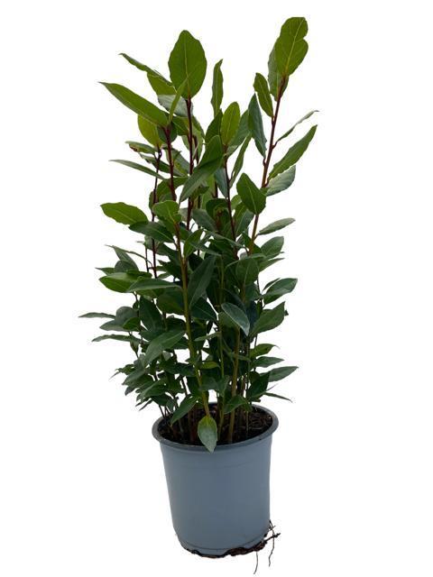 Lorbeerstrauch- Laurus Nobilis - Ø14cm - ↕35cm