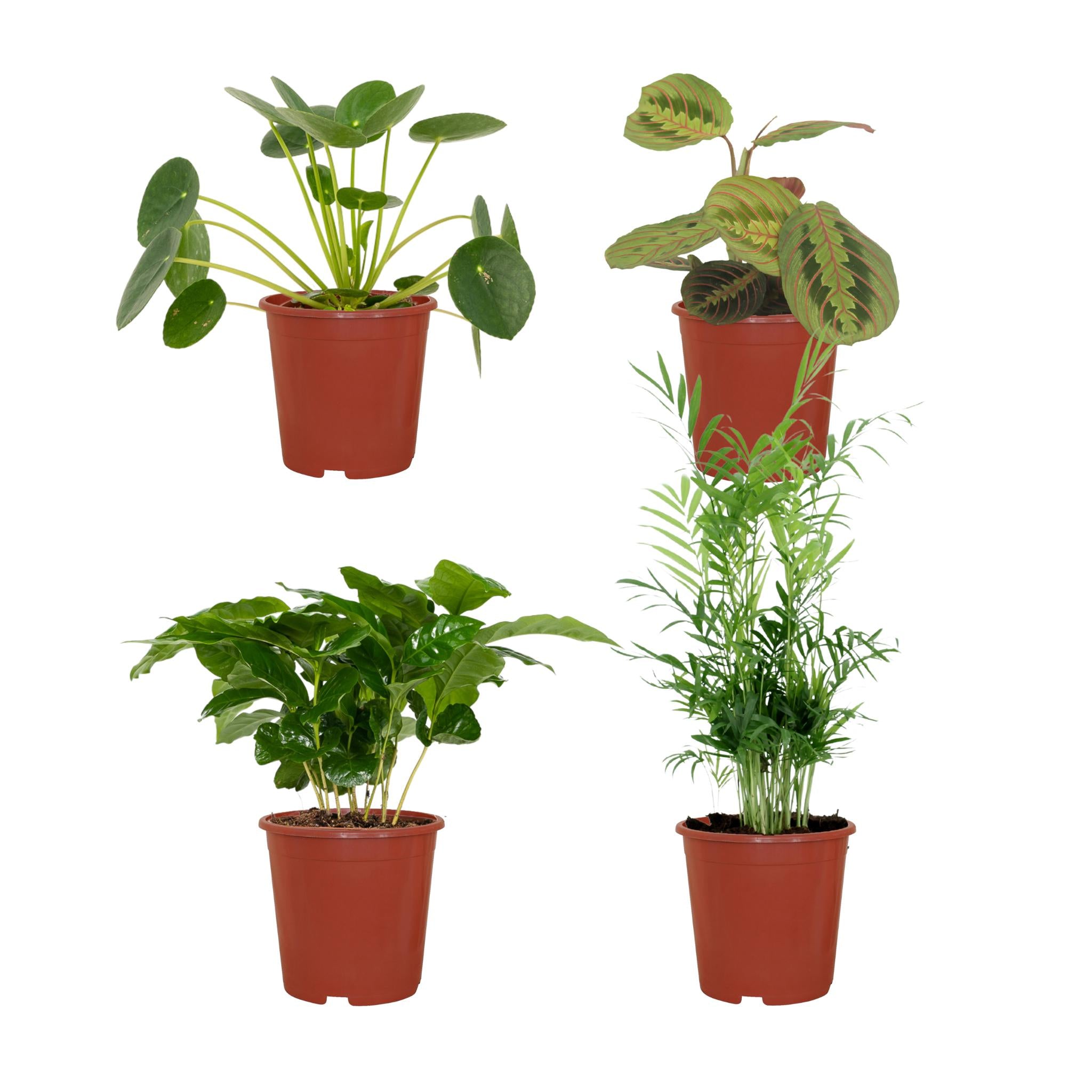 Diervriendelijke plantenbak - 4 stuks - Ø12cm - ↕20-40cm