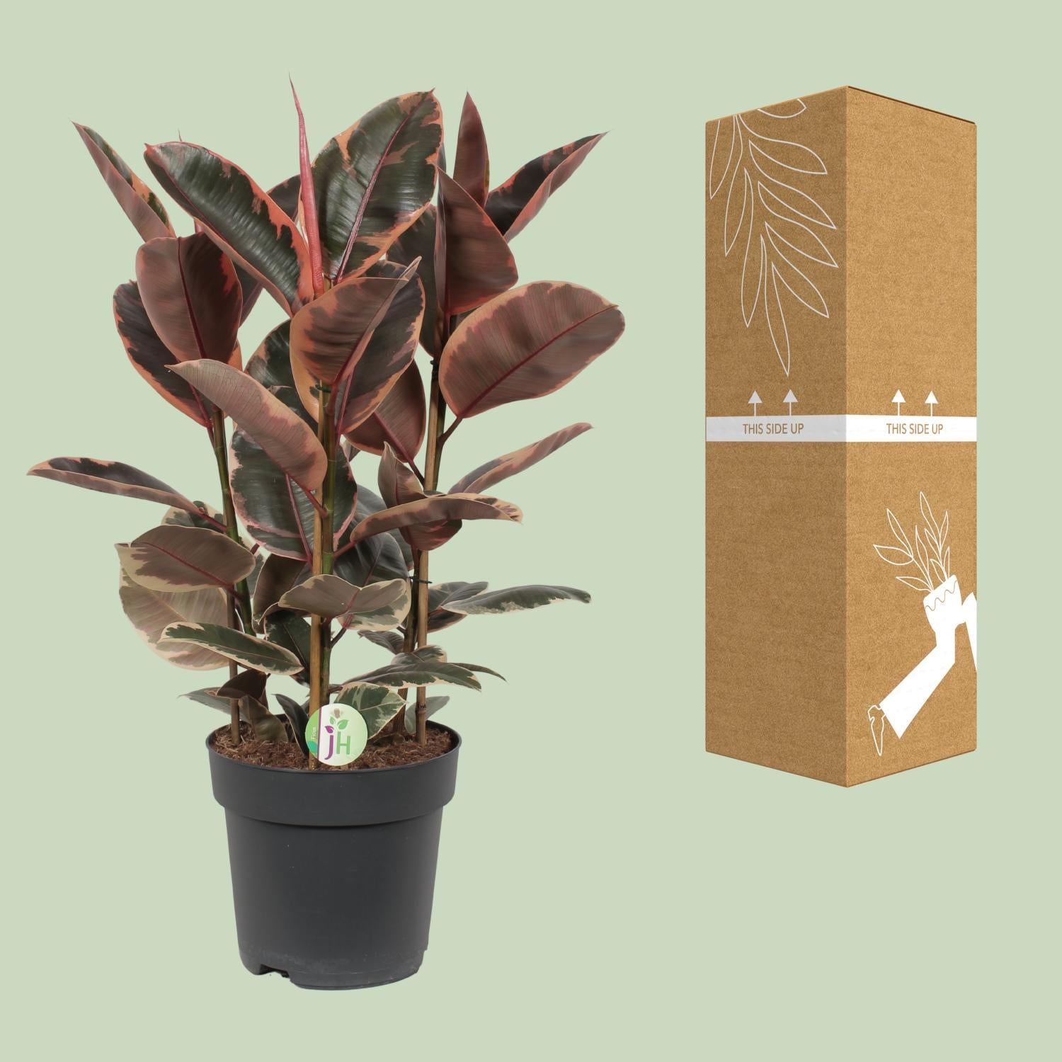 Gummibaum Ficus elastica Belize - Ø27cm - ↕80cm