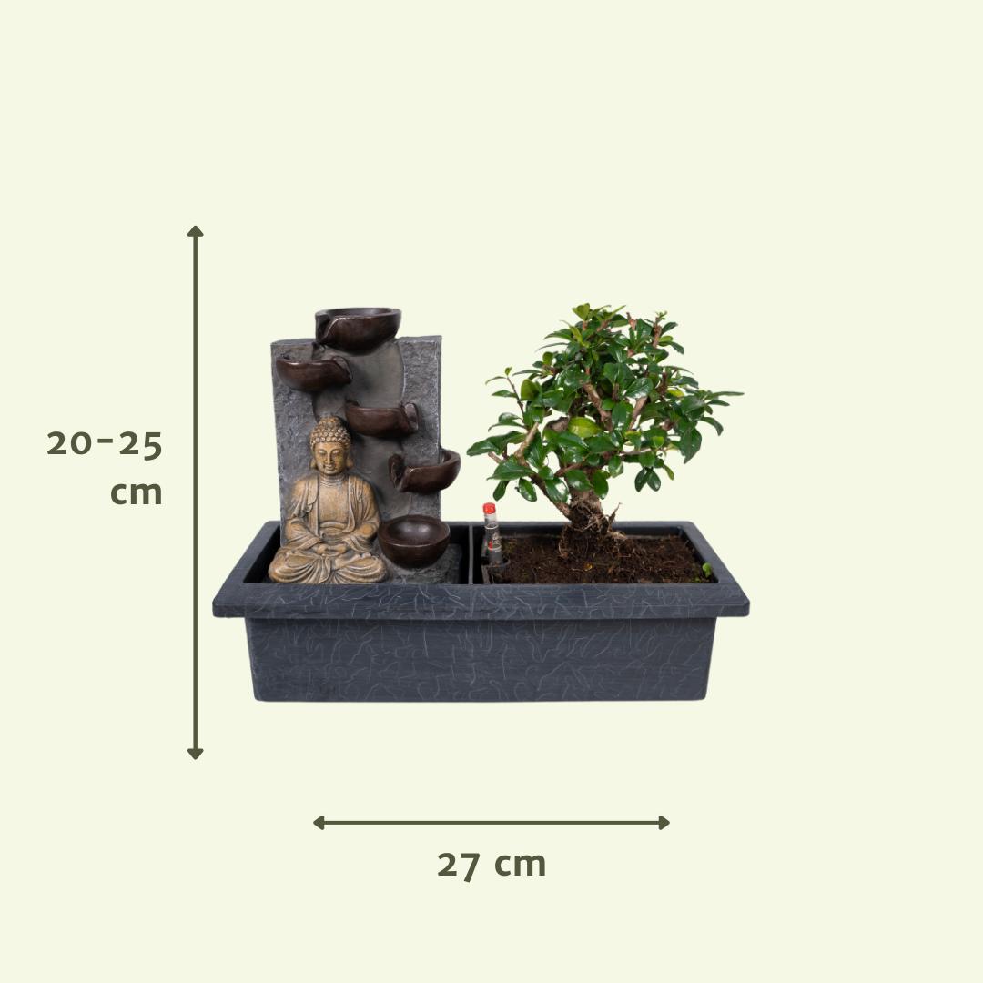 Bonsai Baum Wasserfall ( Buddha ) - Bonsai Waterval (budha) - Ø15cm - ↕30cm