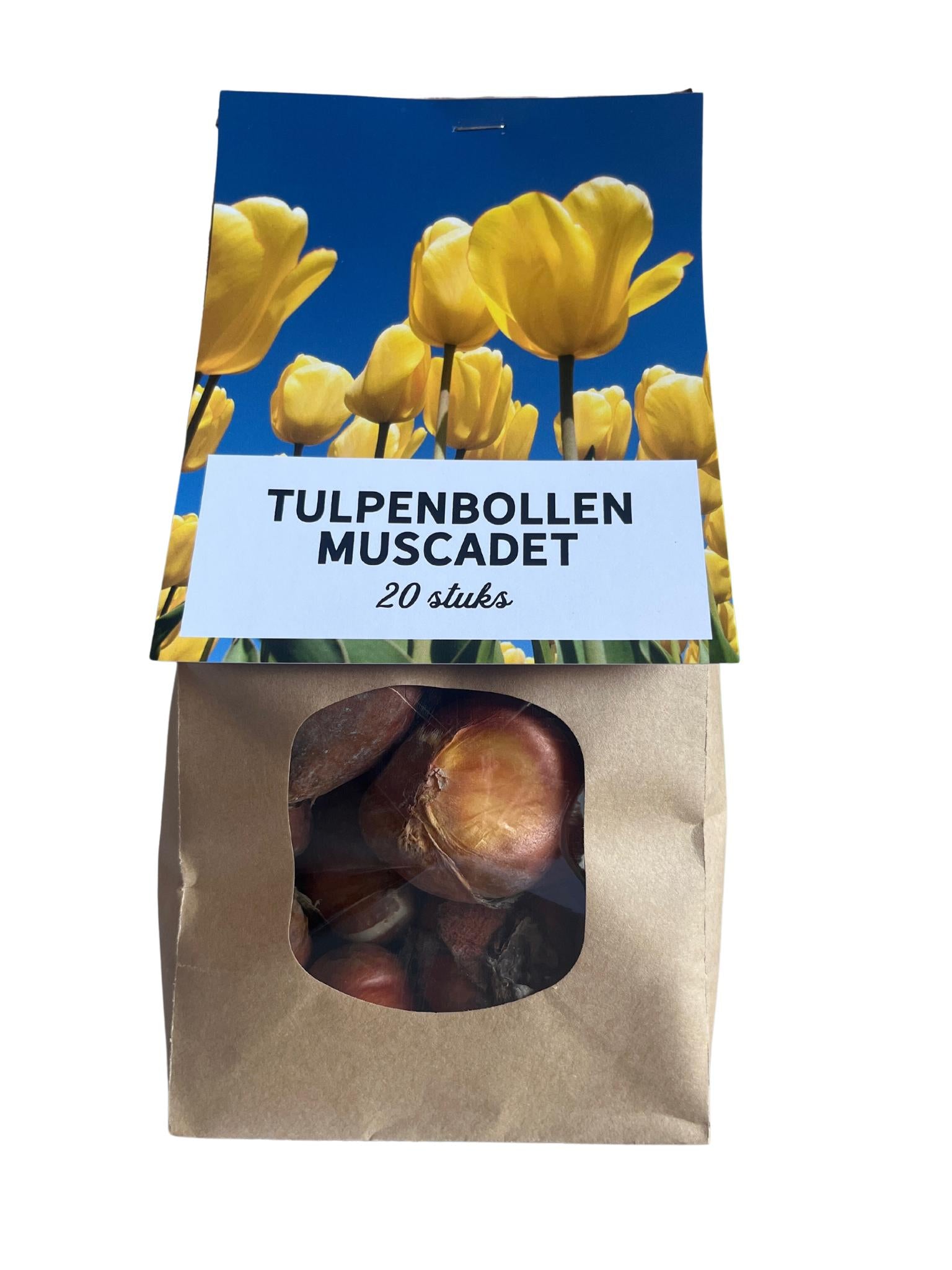 Tulpe Muscadet Gelb - Tulpenzwiebeln 20 Stück