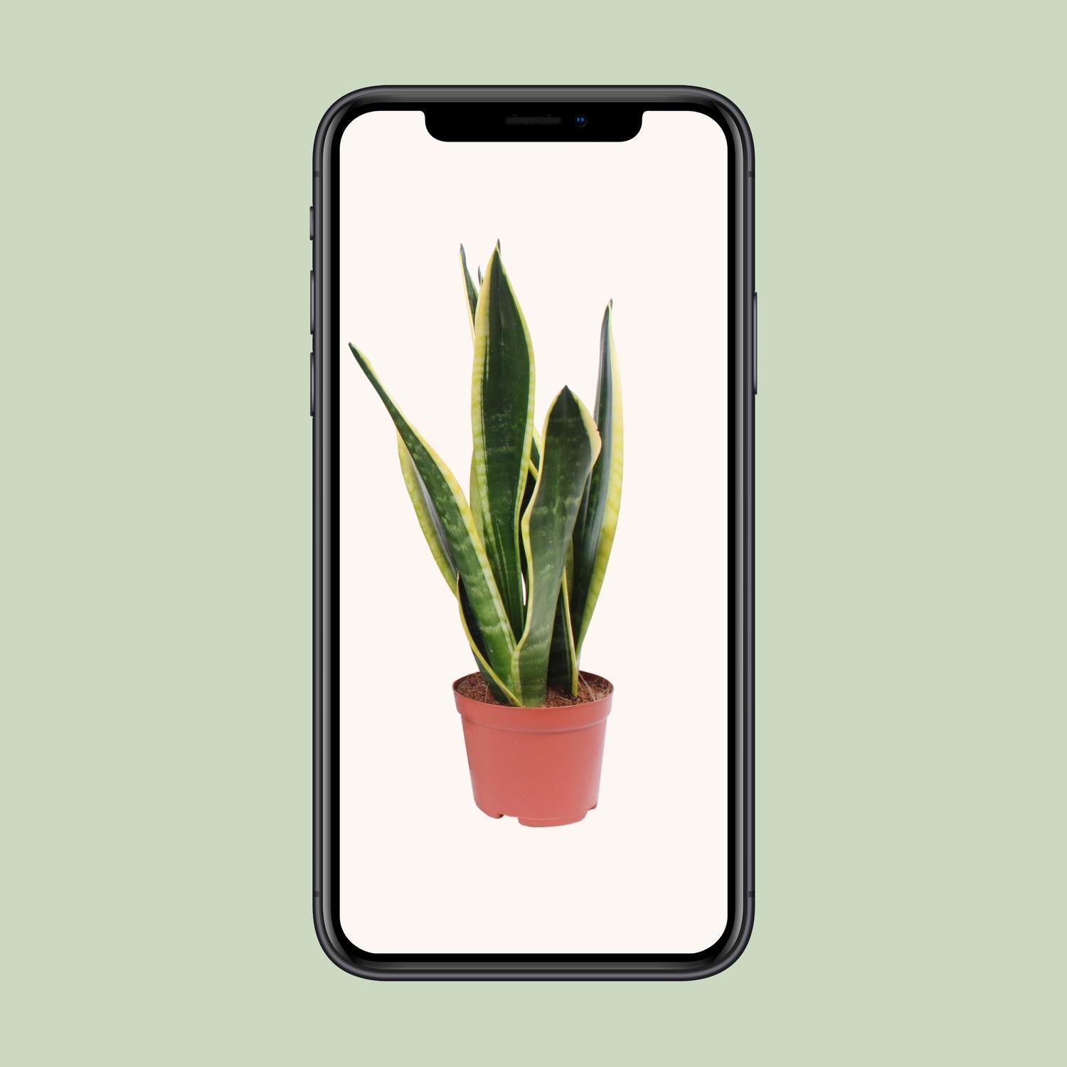 Sansevieria Zwart Superba - Ø14cm - ↕45cm