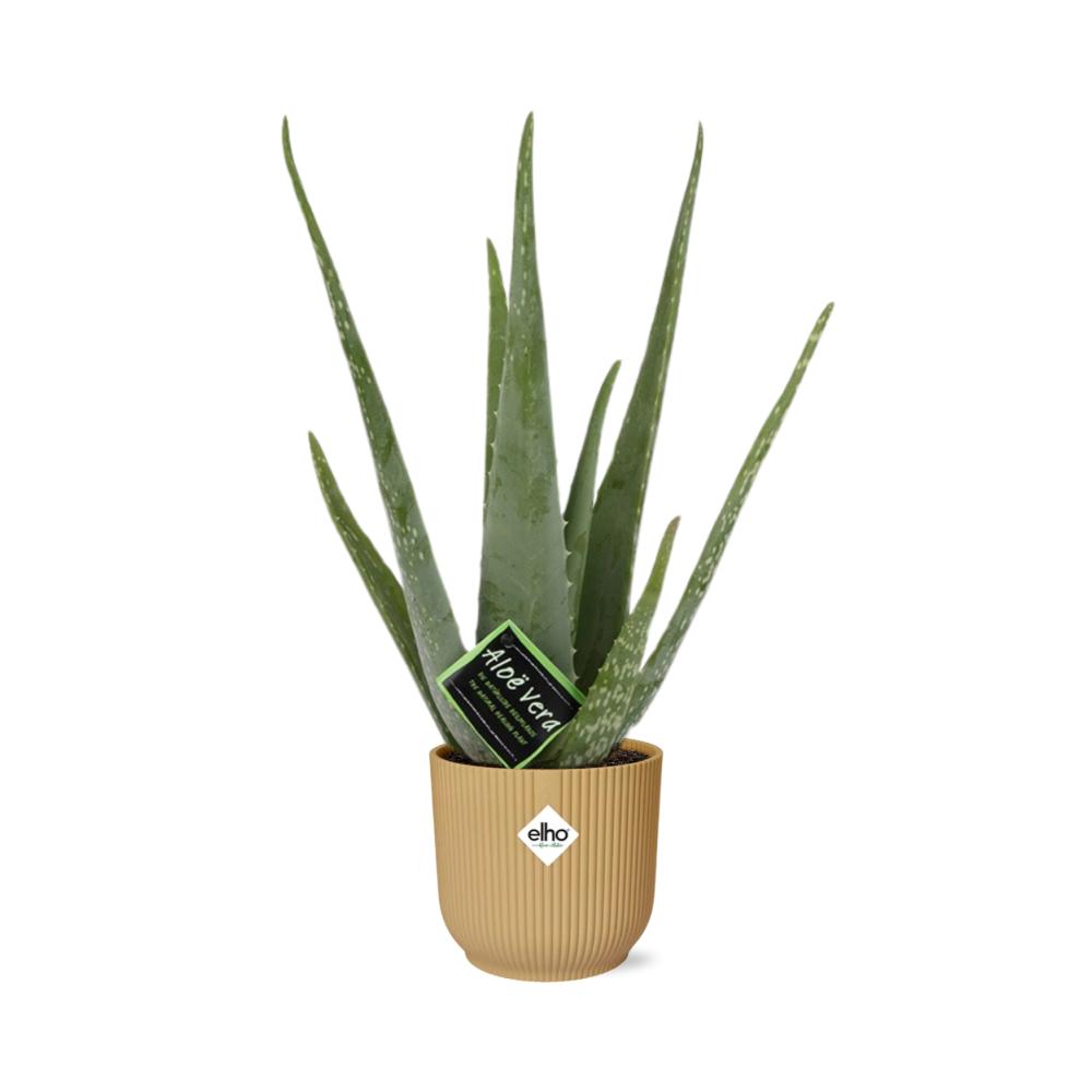 Aloe Vera 12cm in ELHO Vibes Fold 14cm Topf gelb